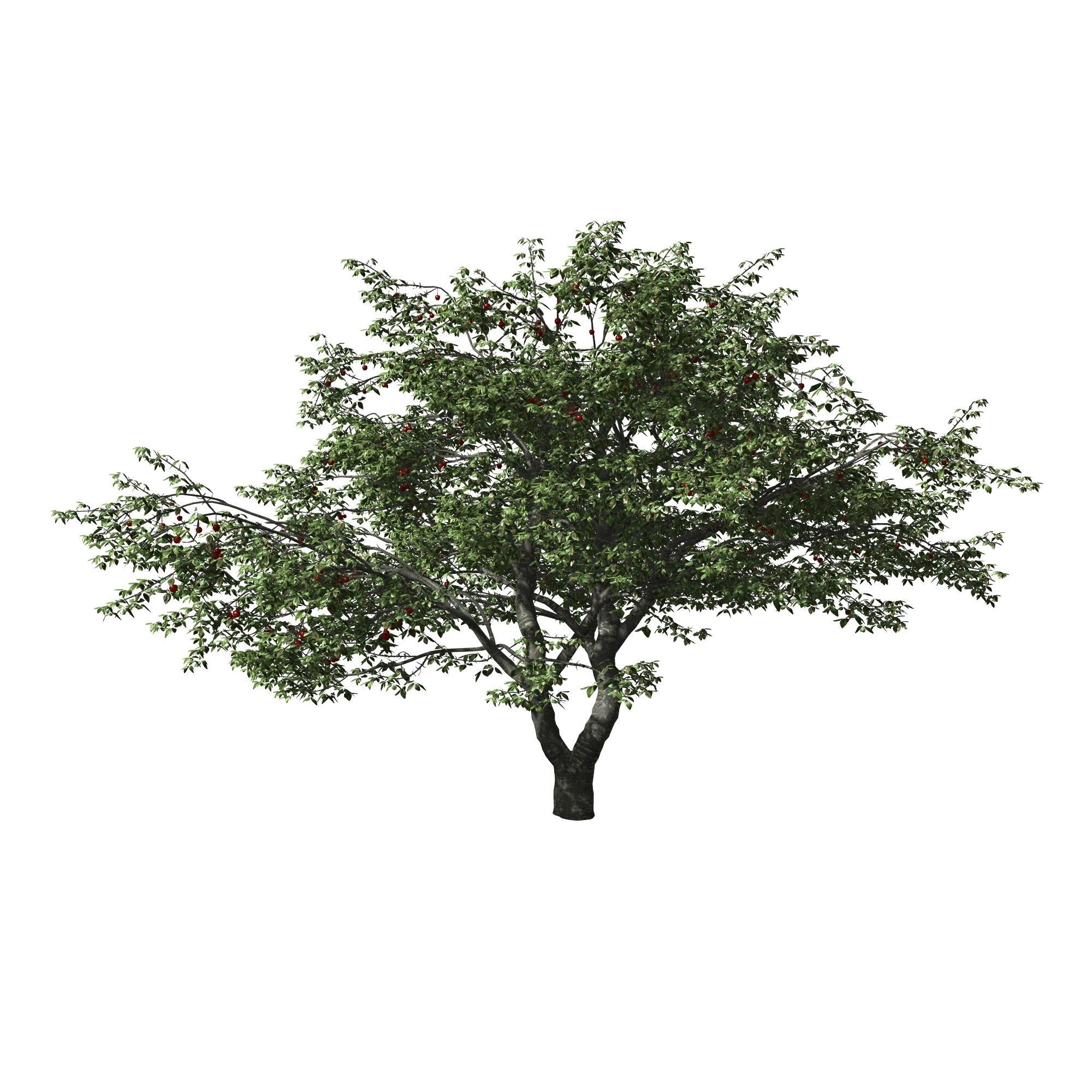 Cherry Tree 3D model_1