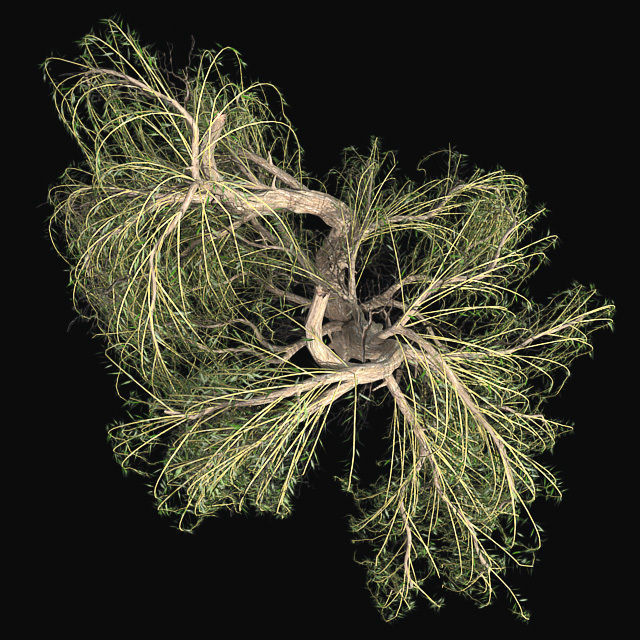 Weeping Willow Tree Low-poly 3D model_3