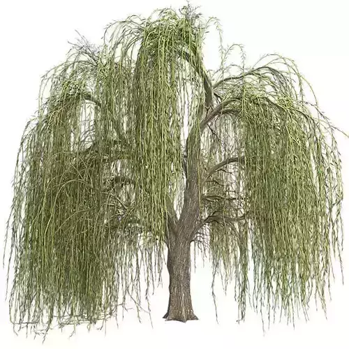 Weeping Willow Tree Low-poly 3D model
