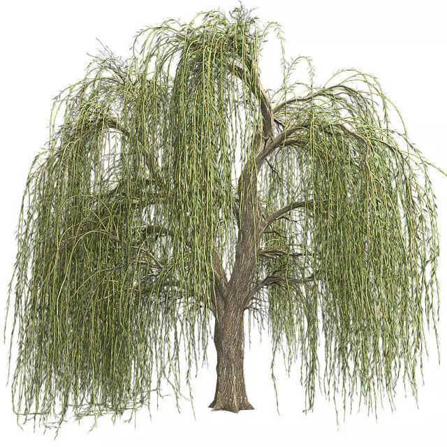 Weeping Willow Tree Low-poly 3D model_0