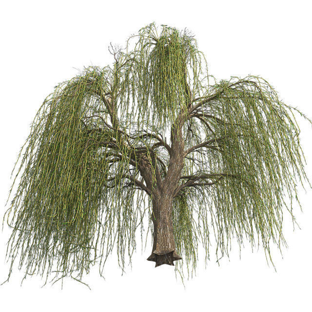 Weeping Willow Tree Low-poly 3D model_2