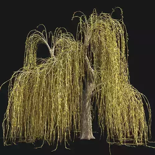 Weeping Willow Fall Tree Low-poly 3D model