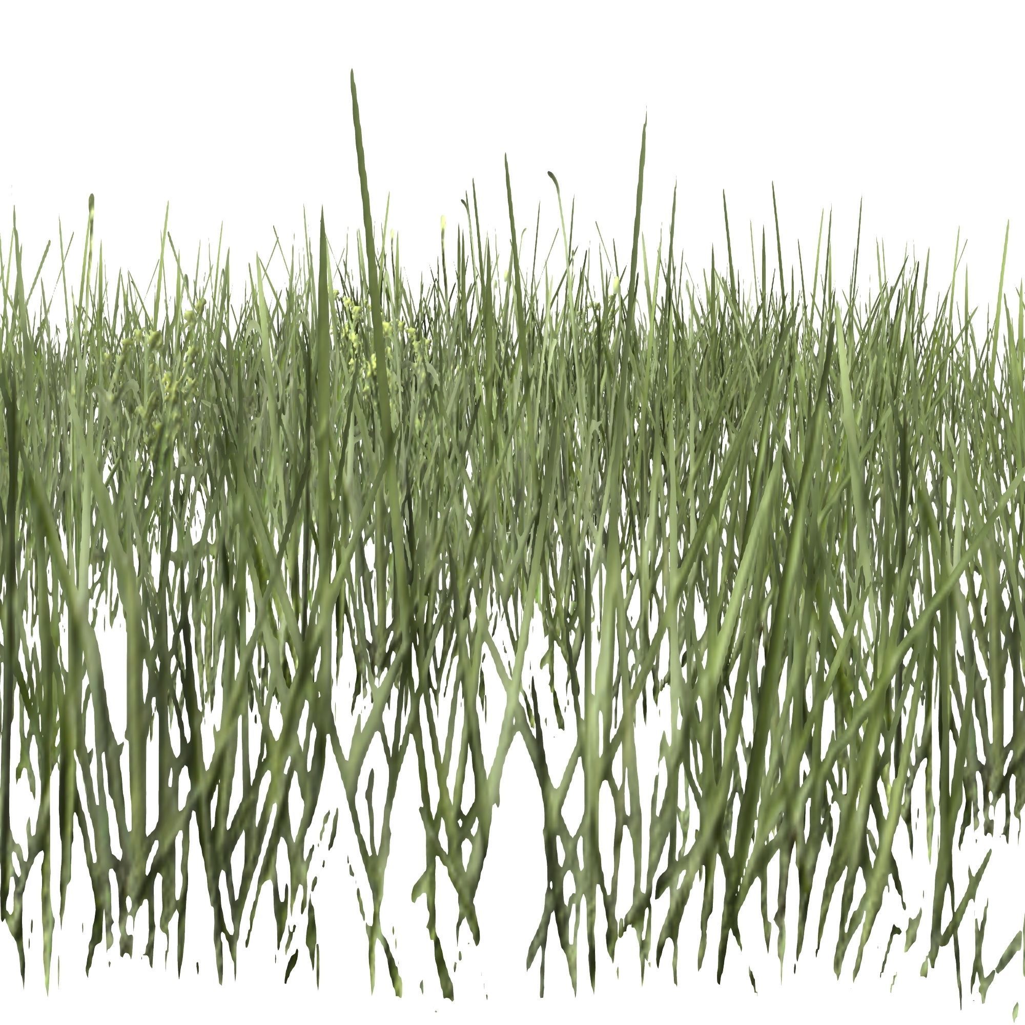 Plantation Grasses grass plant 3D model_8