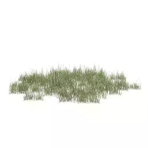 Plantation Grasses grass plant 3D model Plantation Grasses grass plant 3D model