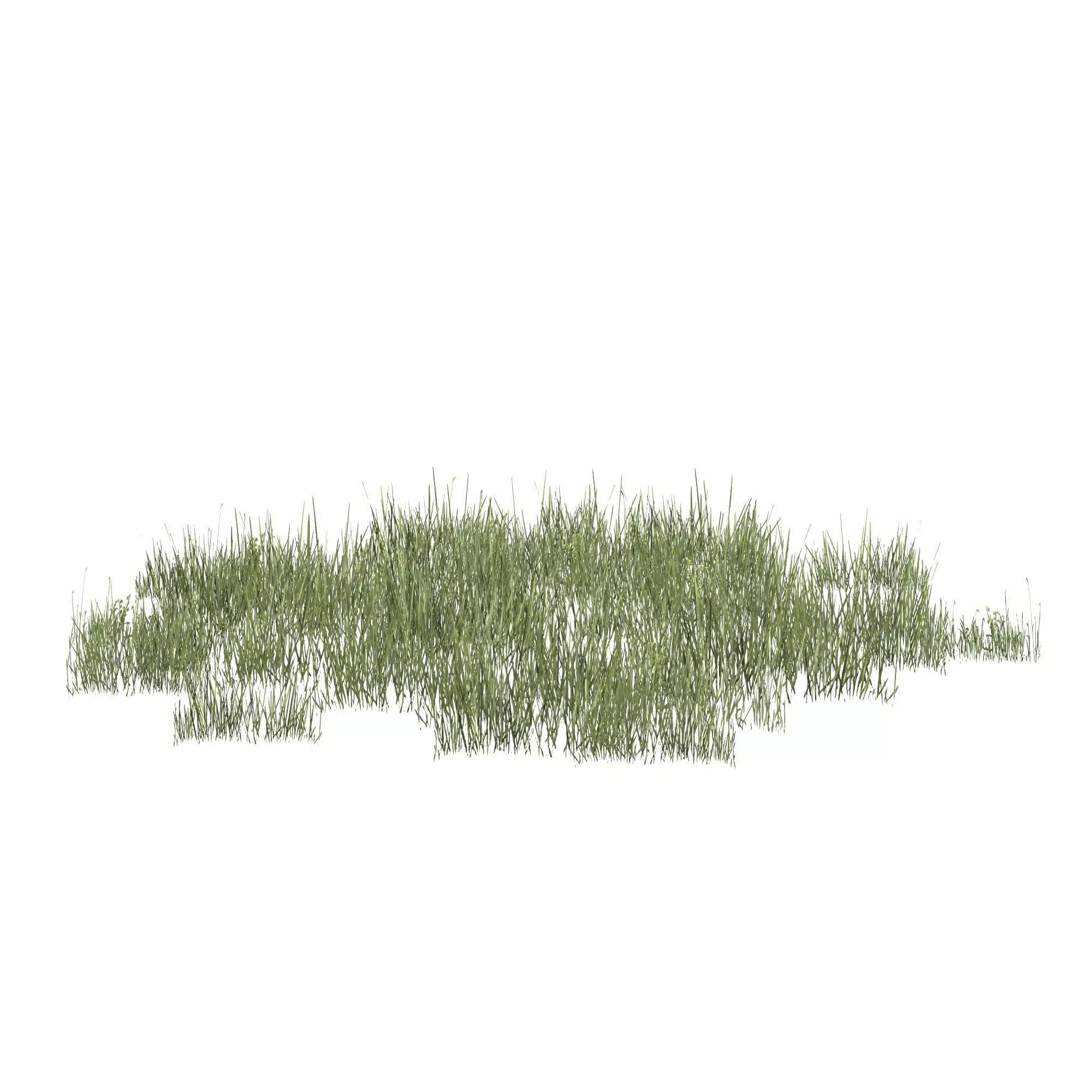 Plantation Grasses grass plant 3D model_0