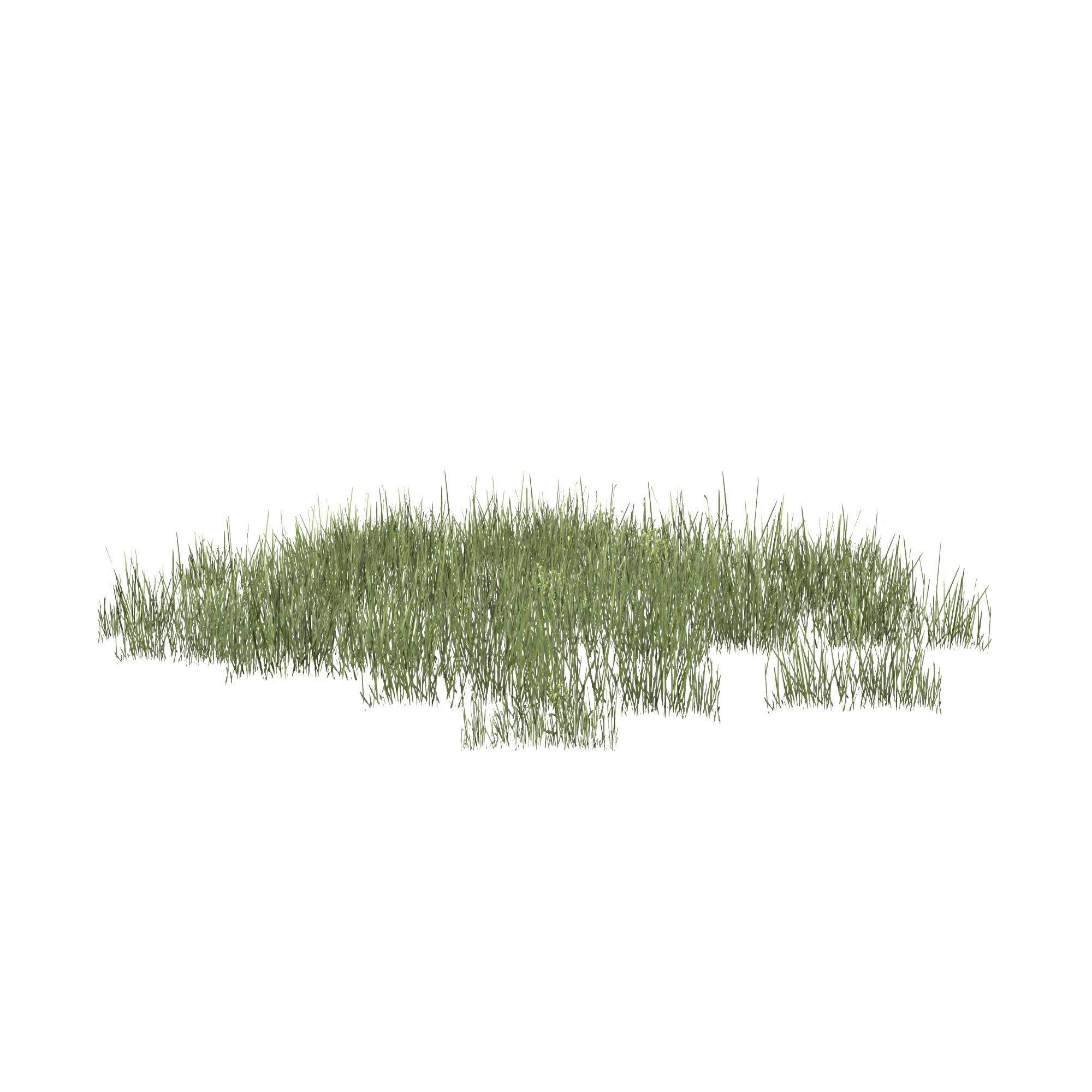 Plantation Grasses grass plant 3D model_3