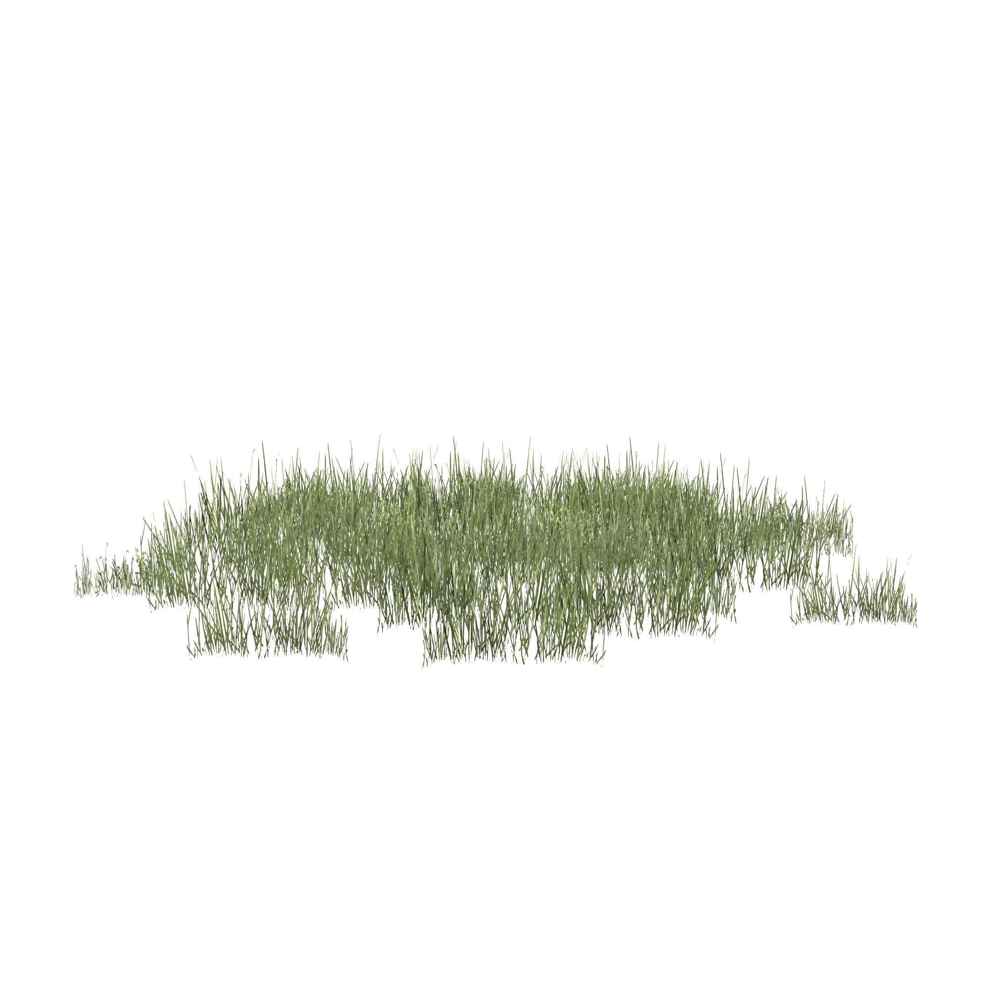 Plantation Grasses grass plant 3D model_5