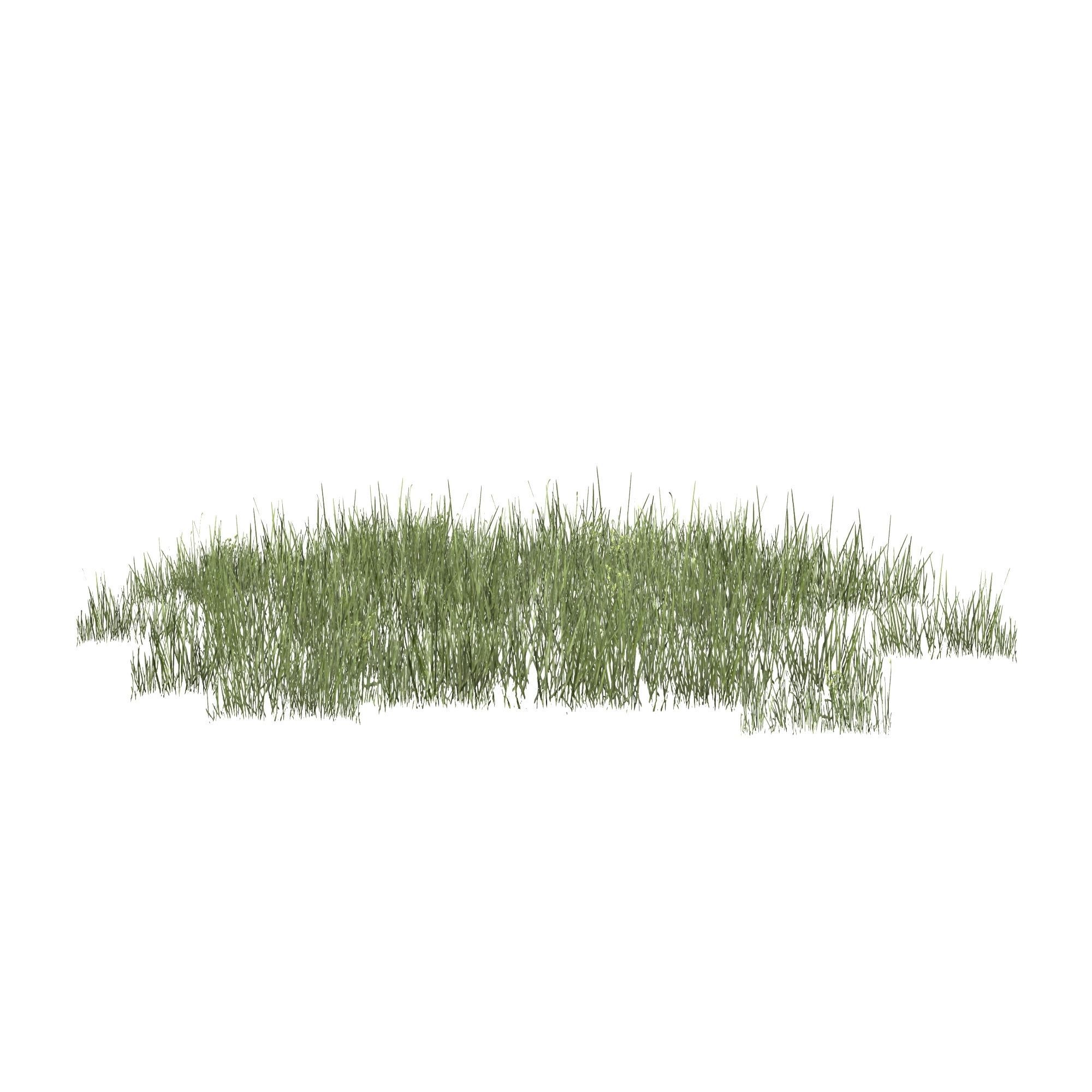 Plantation Grasses grass plant 3D model_2