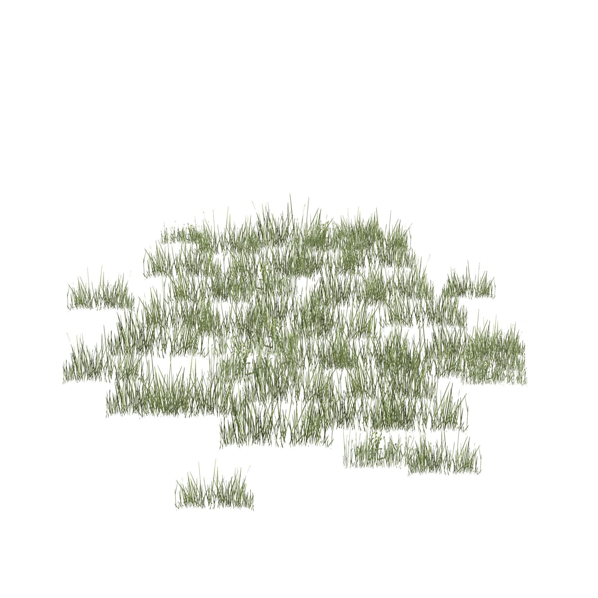 Plantation Grasses grass plant 3D model_7