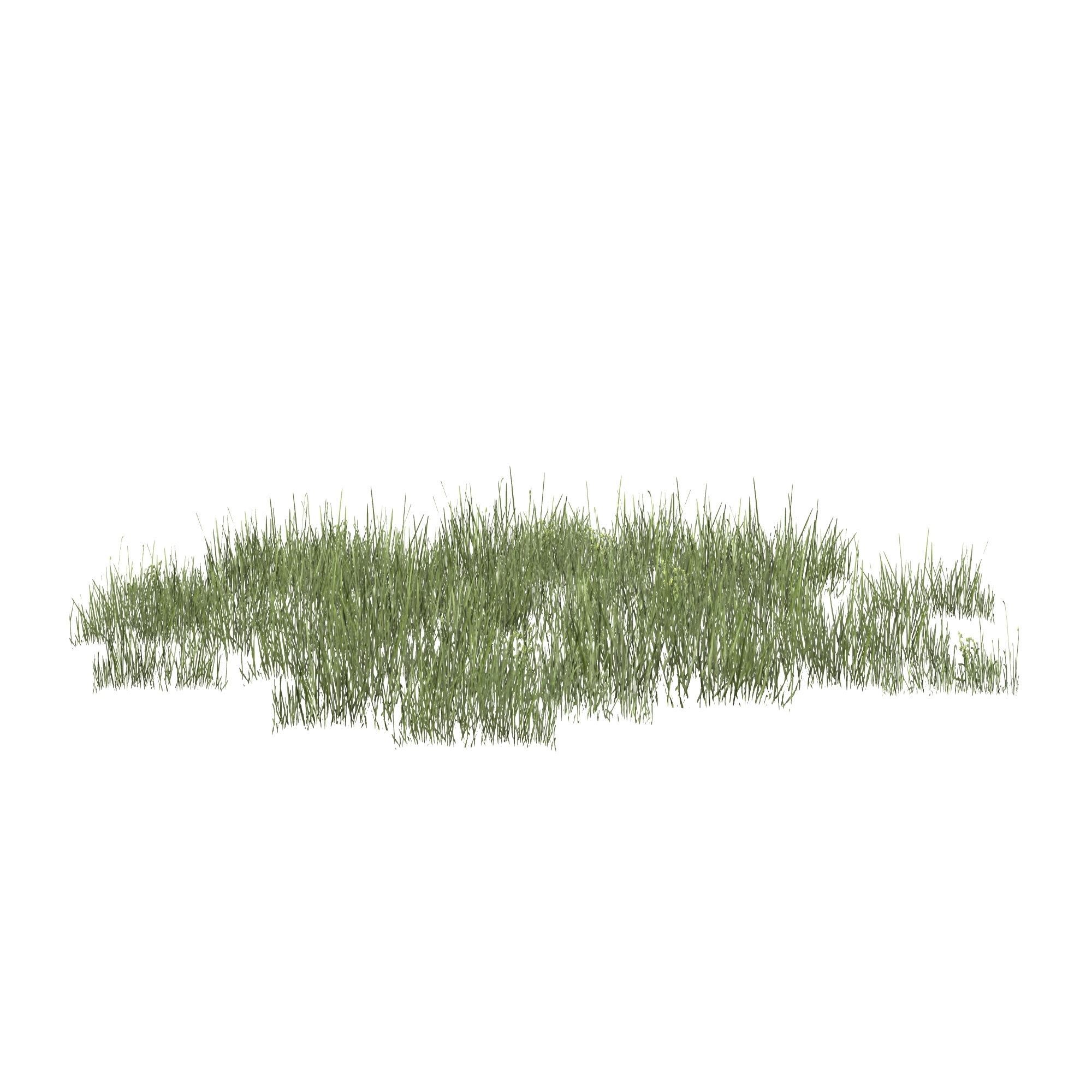 Plantation Grasses grass plant 3D model_1