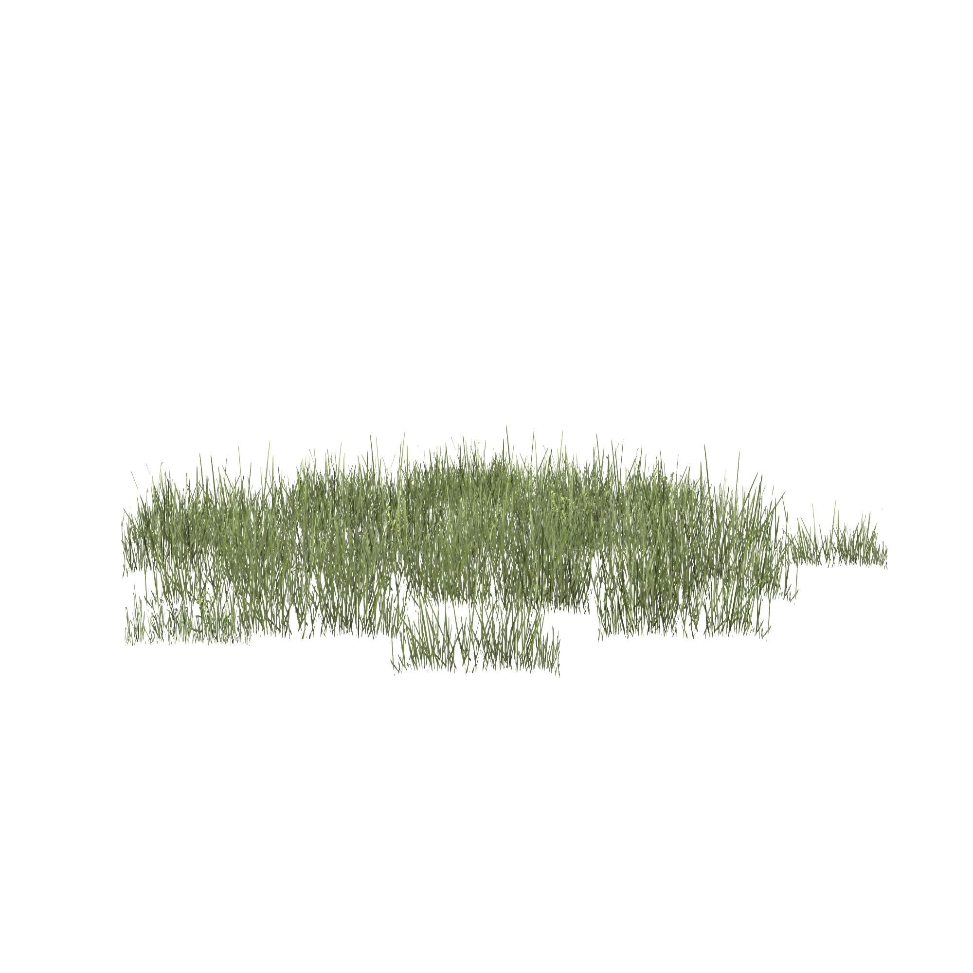 Plantation Grasses grass plant 3D model_4