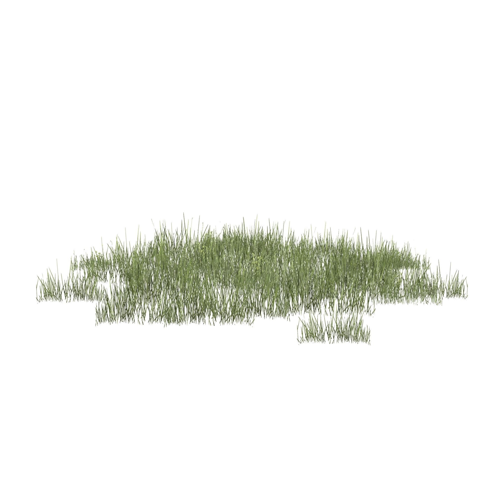 Plantation Grasses grass plant 3D model_6