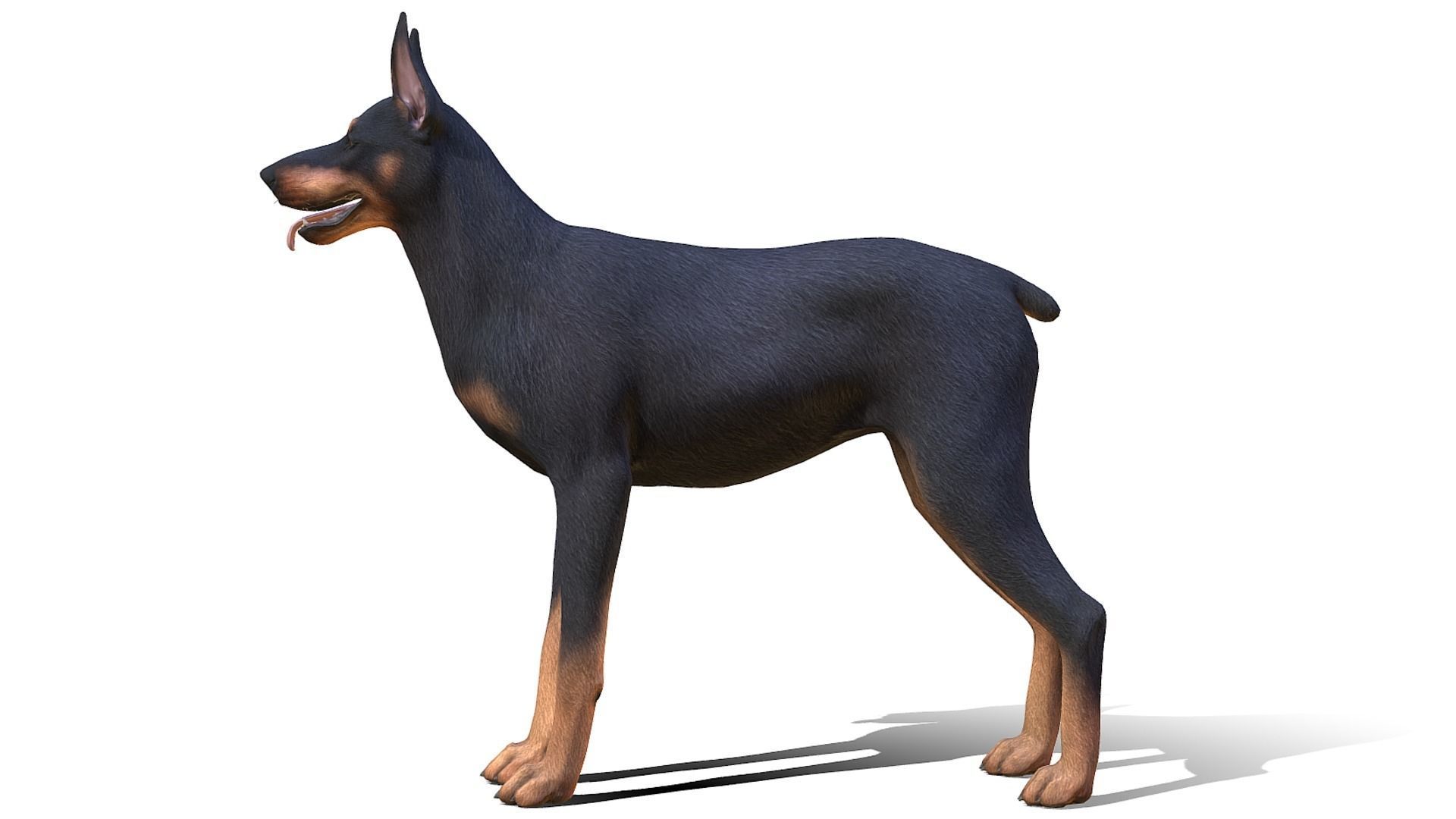 Dog - Doberman Low-poly 3D model_4