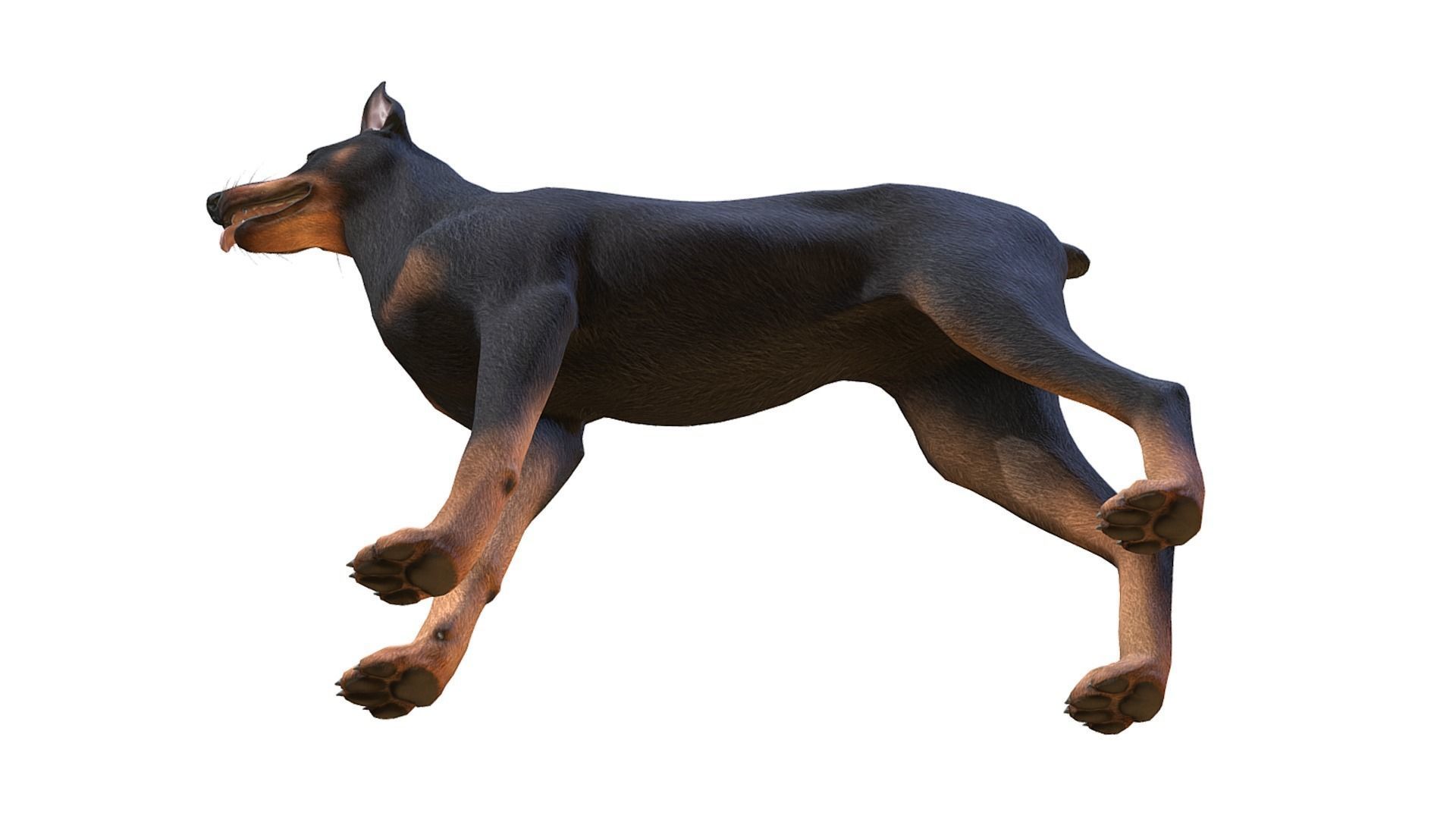 Dog - Doberman Low-poly 3D model_6