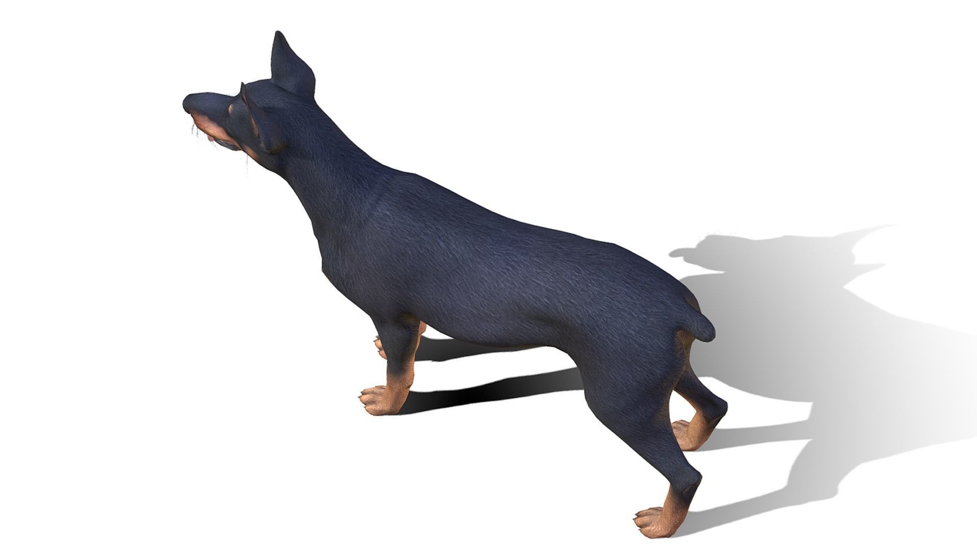 Dog - Doberman Low-poly 3D model_5