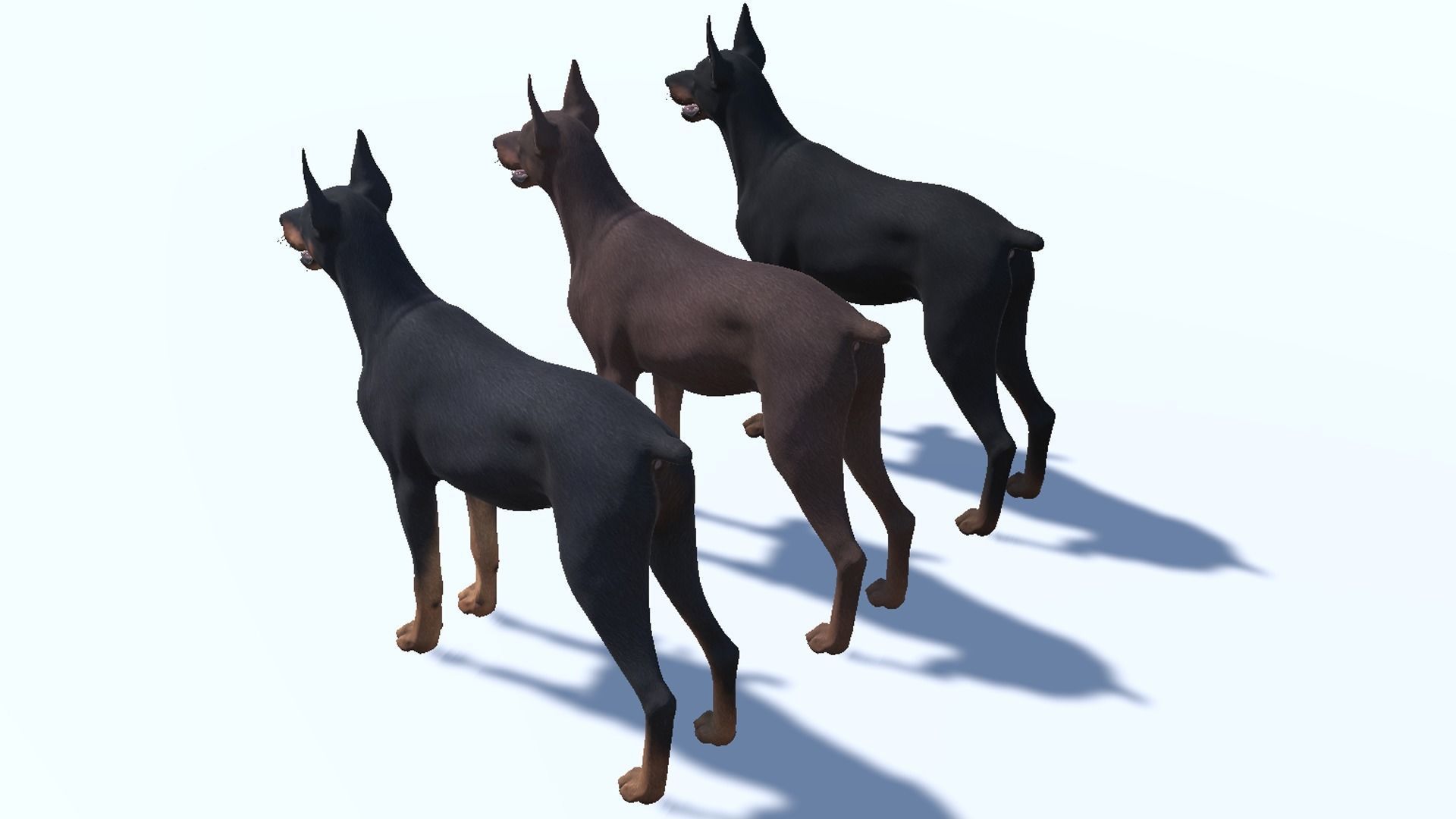 Dog - Doberman Low-poly 3D model_13