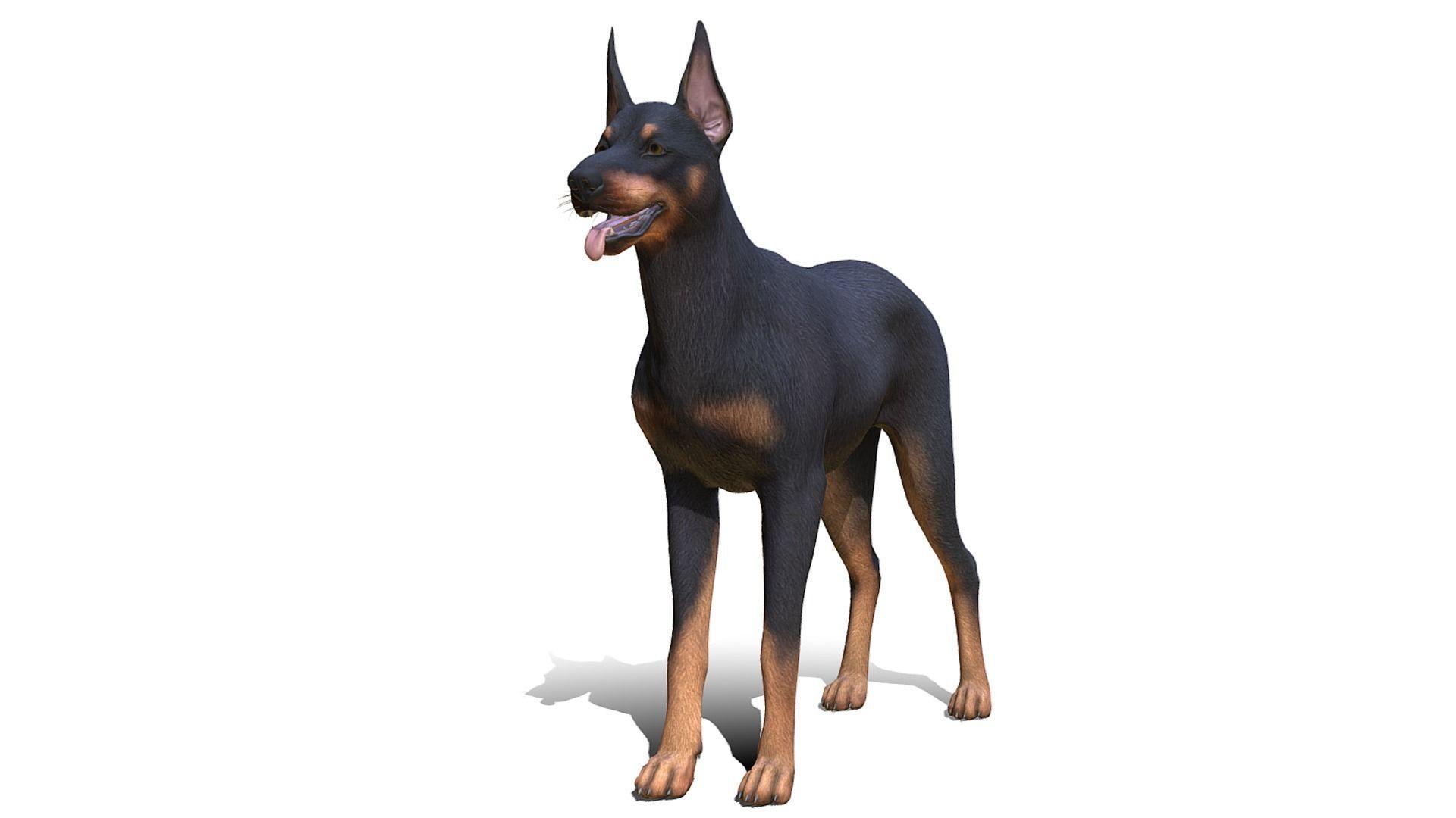 Dog - Doberman Low-poly 3D model_2
