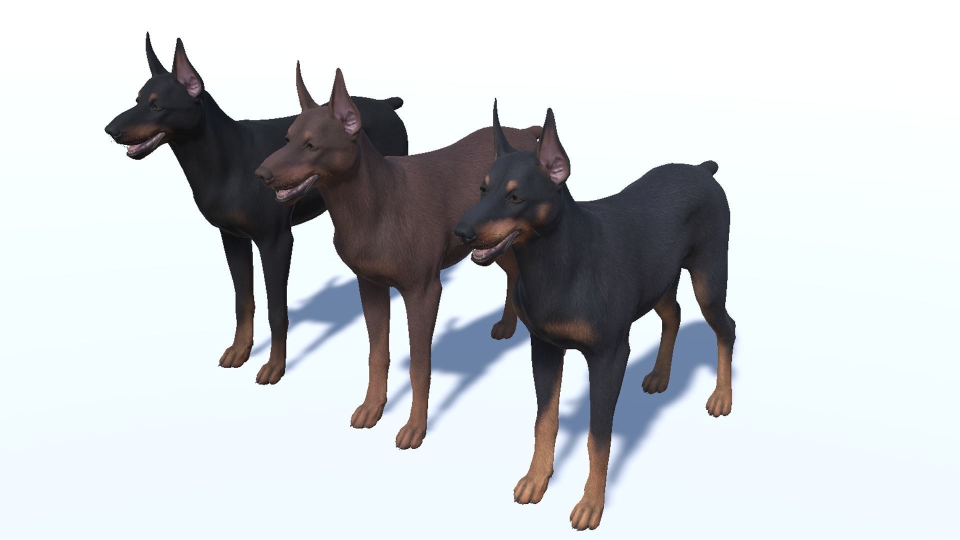 Dog - Doberman Low-poly 3D model_11