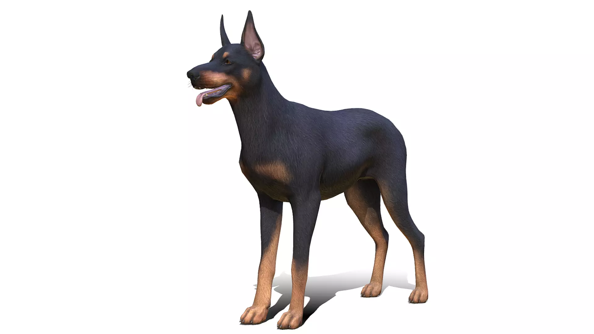 Dog - Doberman Low-poly 3D model_0