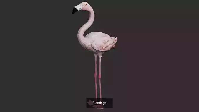 Aquatic animals and birds collection 