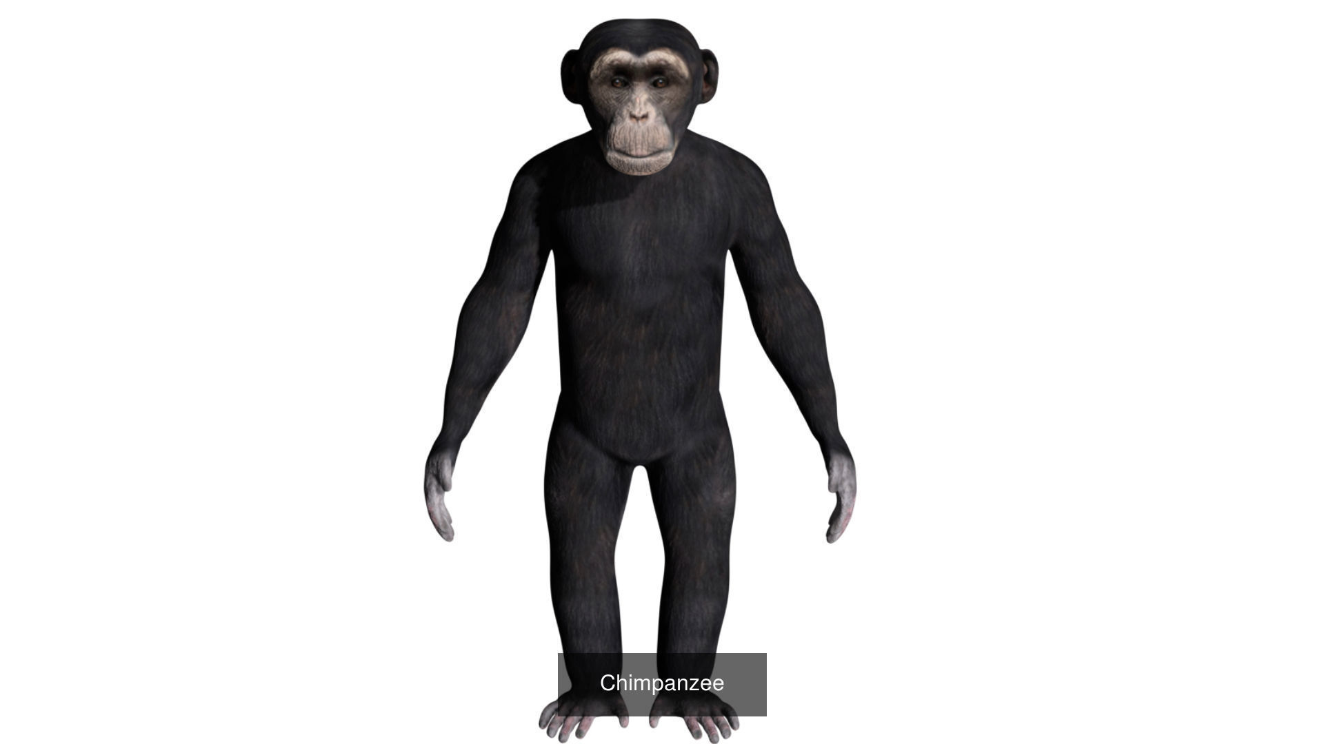 Ground mammal Collection _23