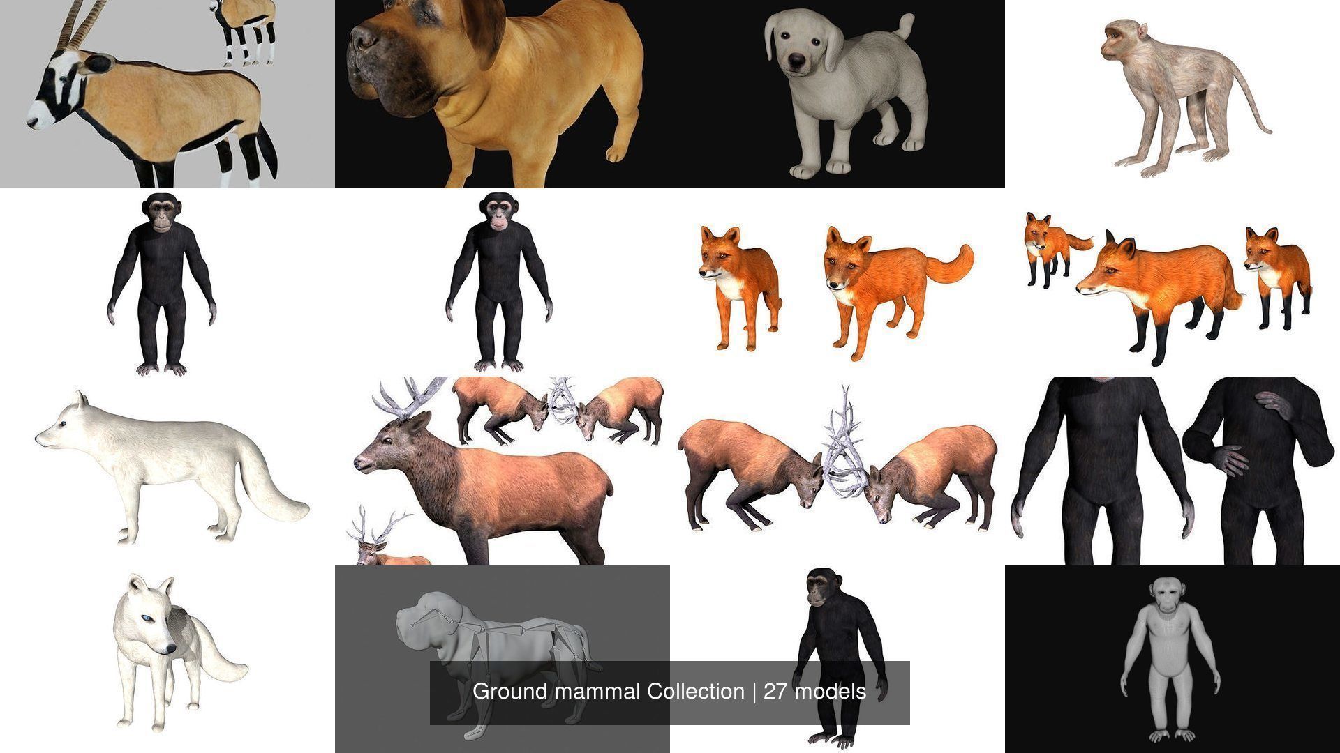 Ground mammal Collection _1