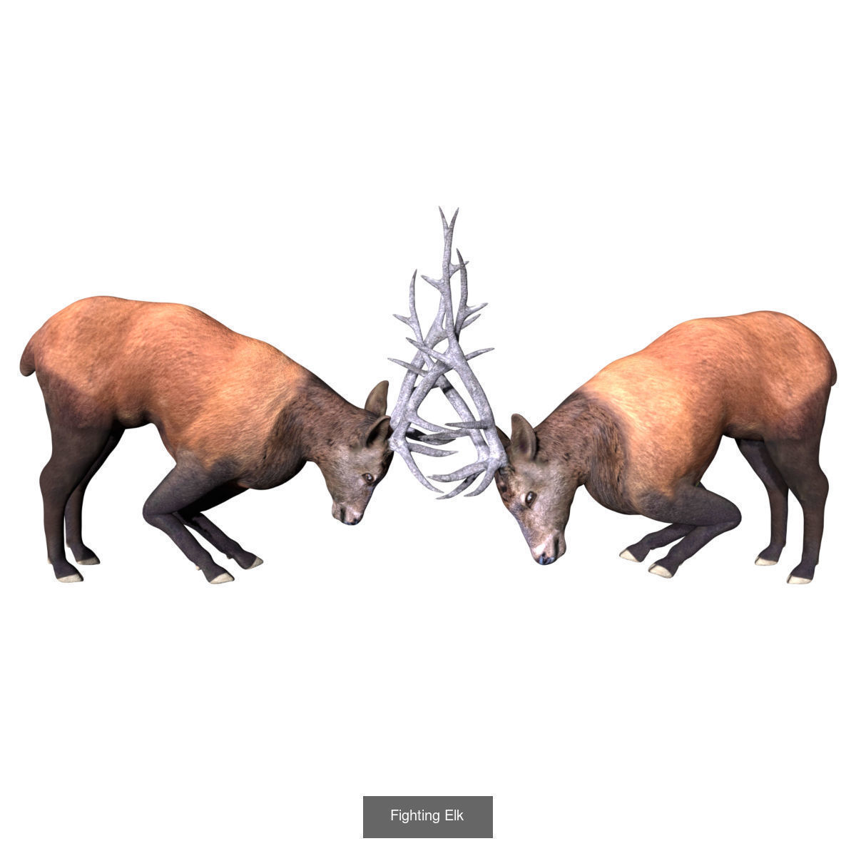 Ground mammal Collection _29