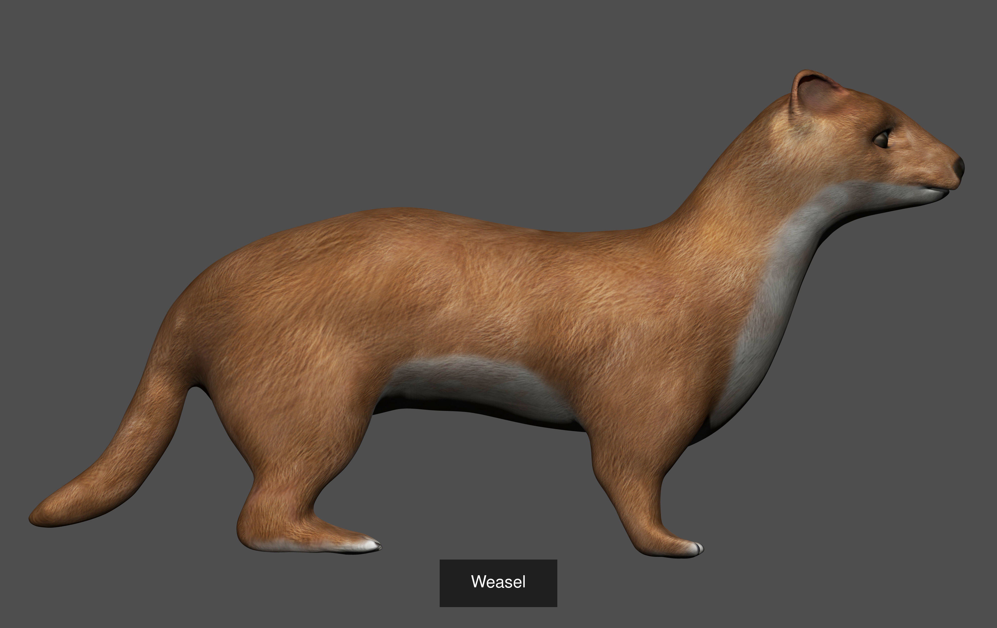 Ground mammal Collection _14