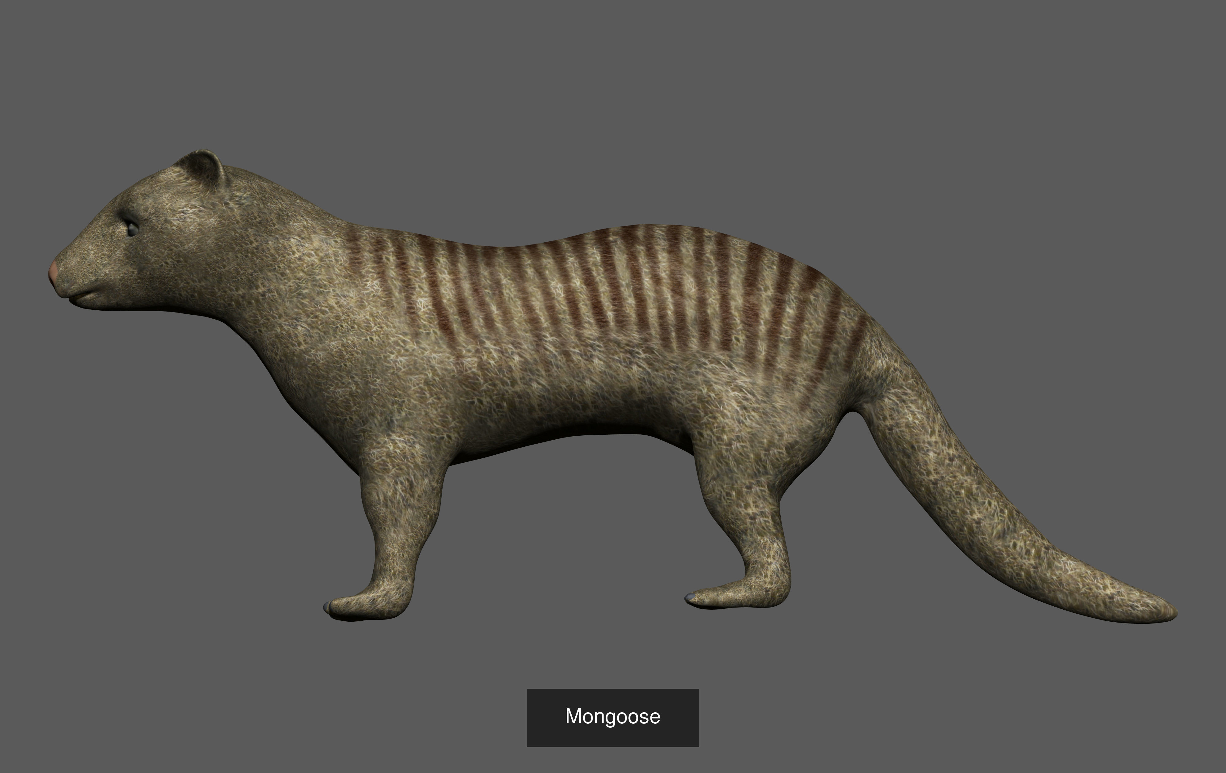 Ground mammal Collection _18