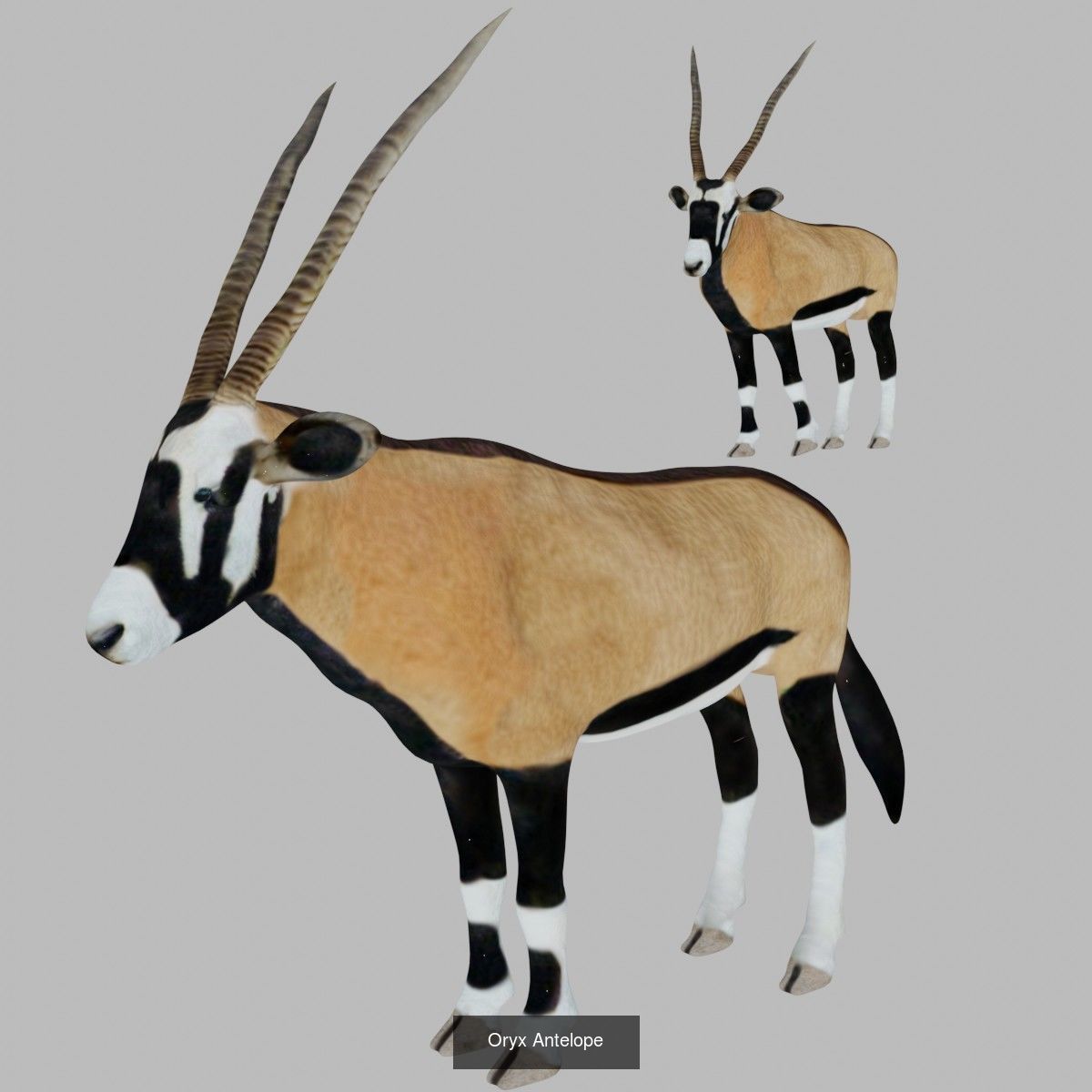 Ground mammal Collection _19