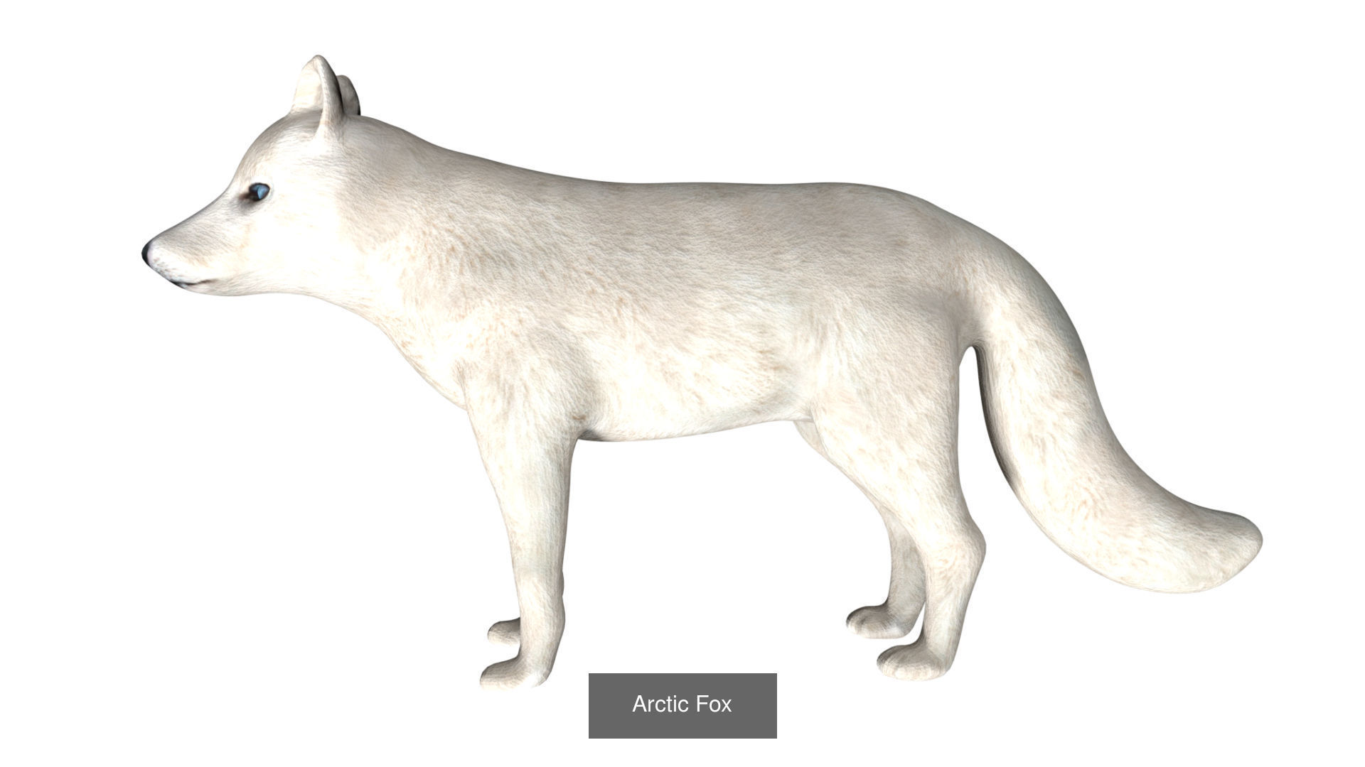 Ground mammal Collection _27