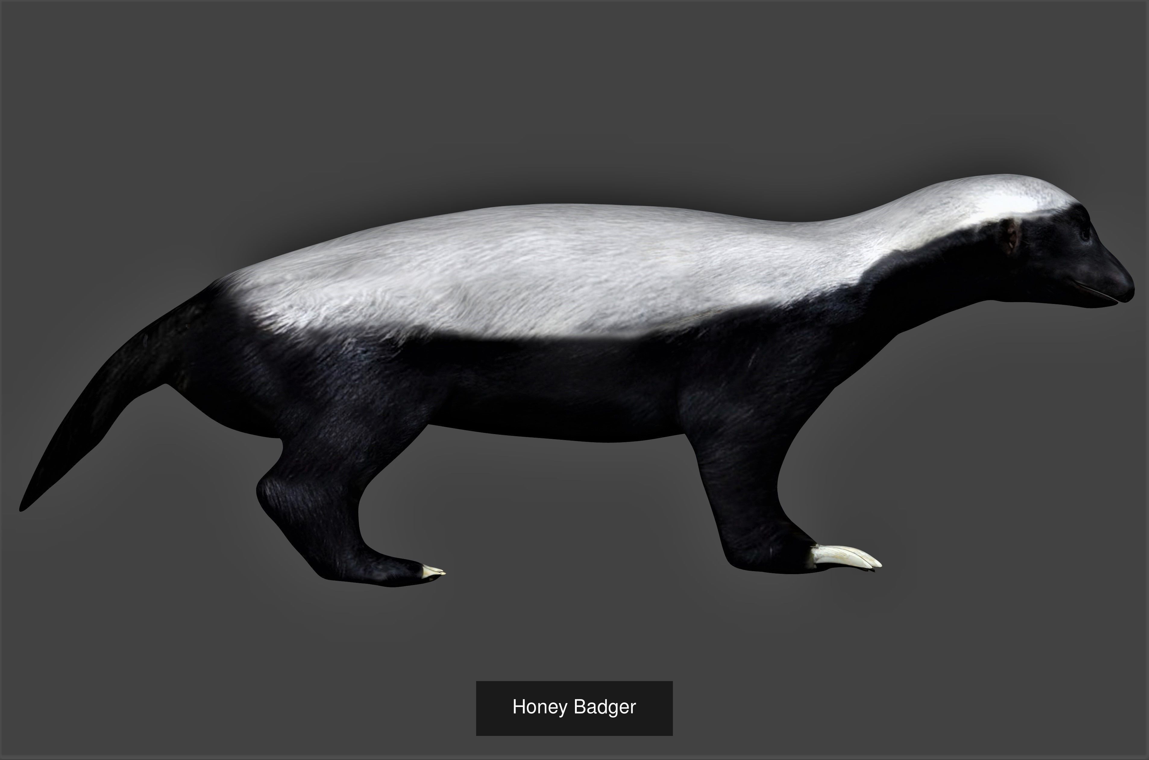 Ground mammal Collection _7