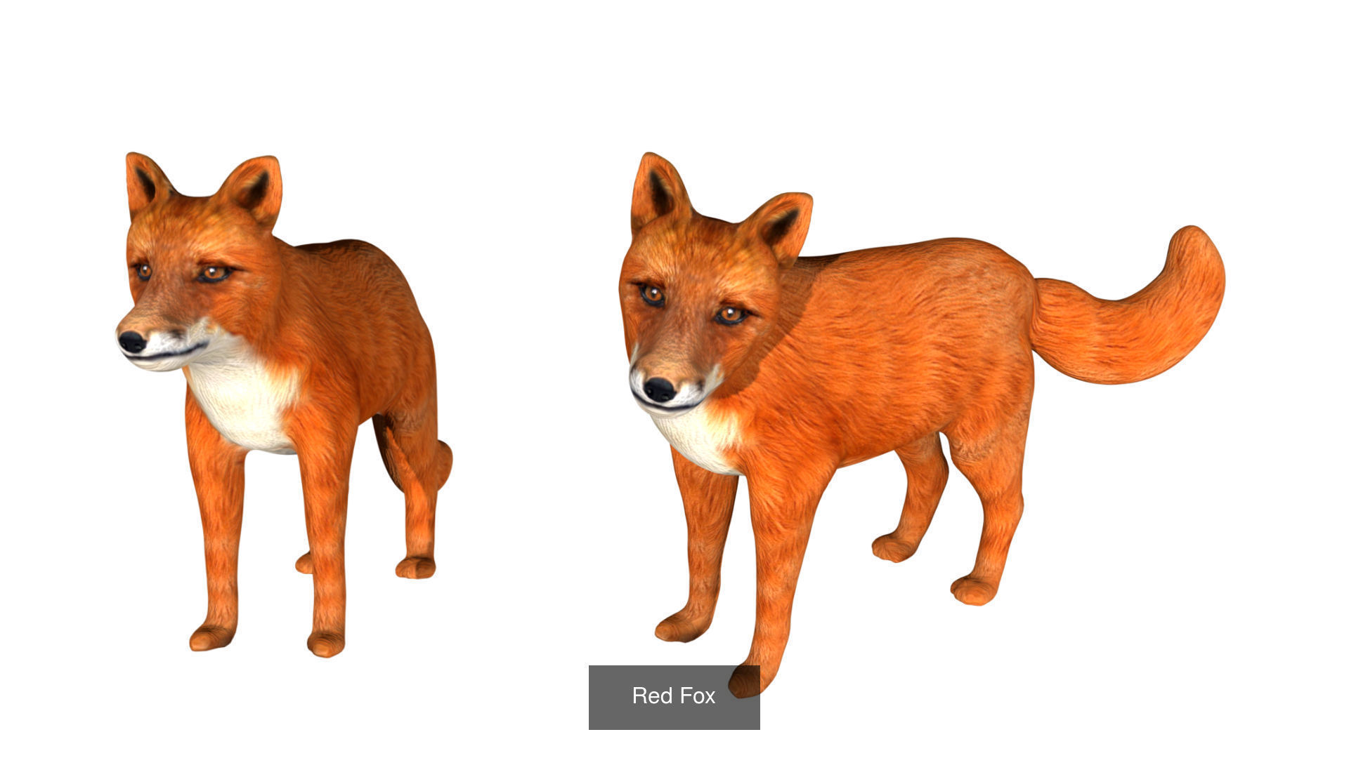 Ground mammal Collection _25