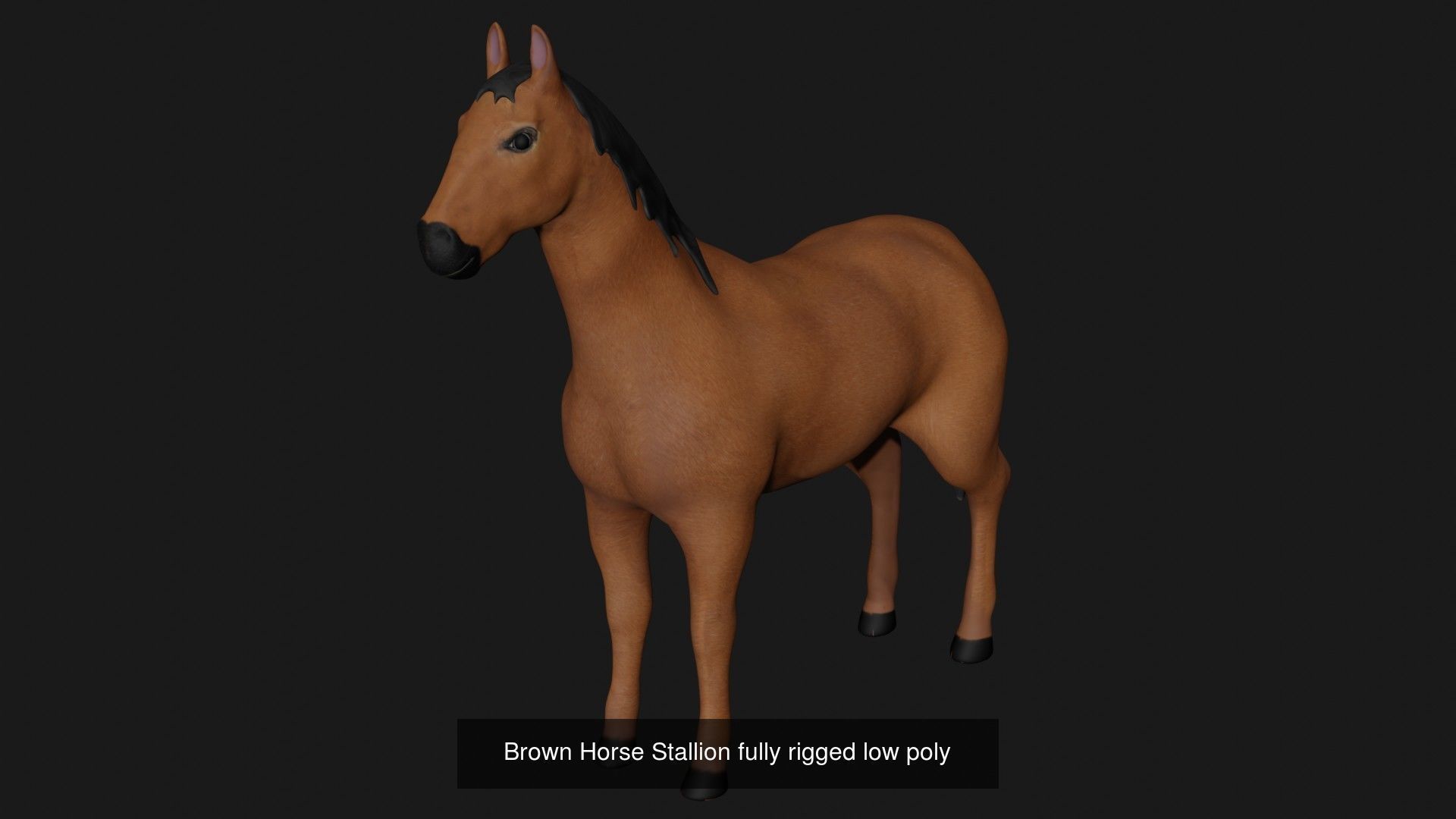 Ground mammal Collection _13