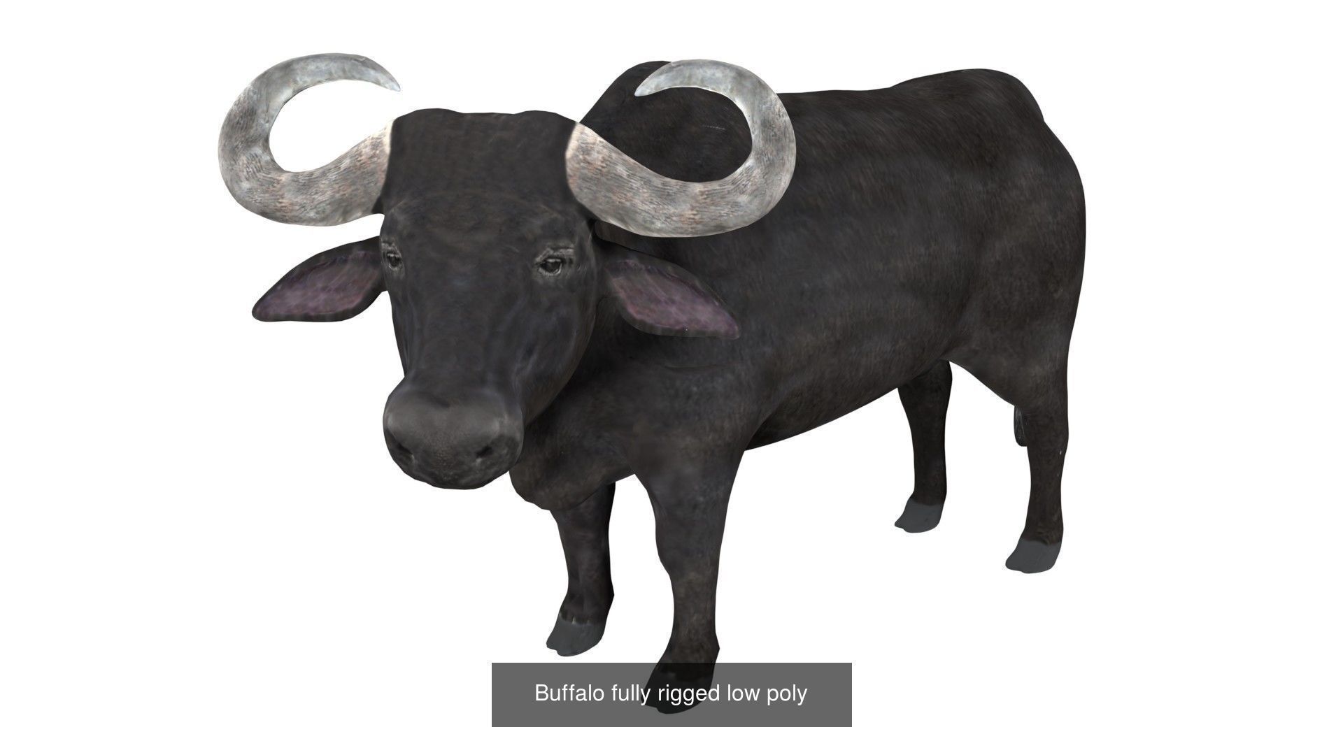 Ground mammal Collection _4