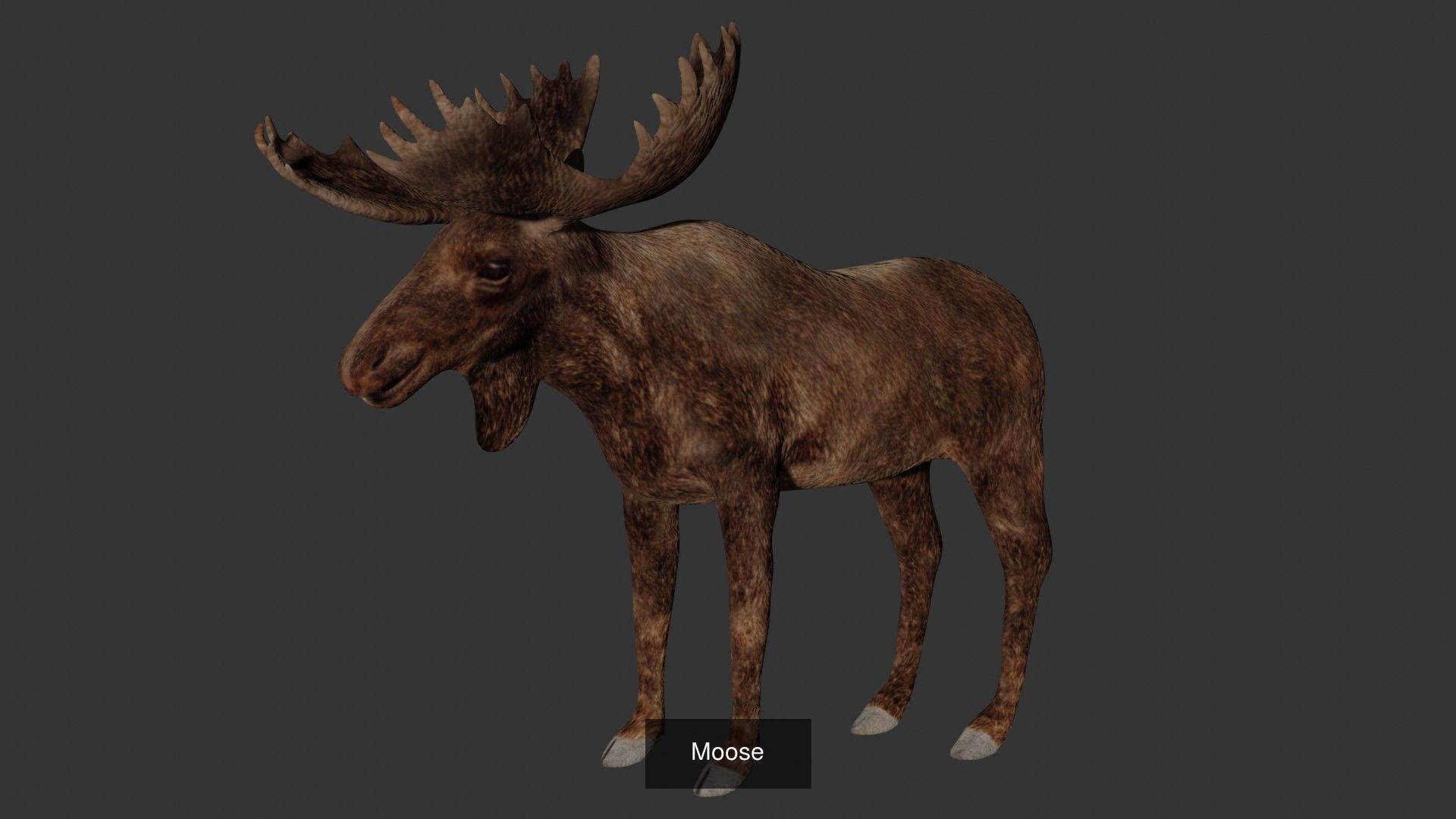 Ground mammal Collection _16