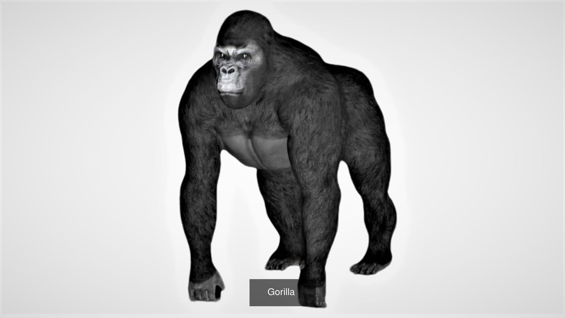 Ground mammal Collection _6