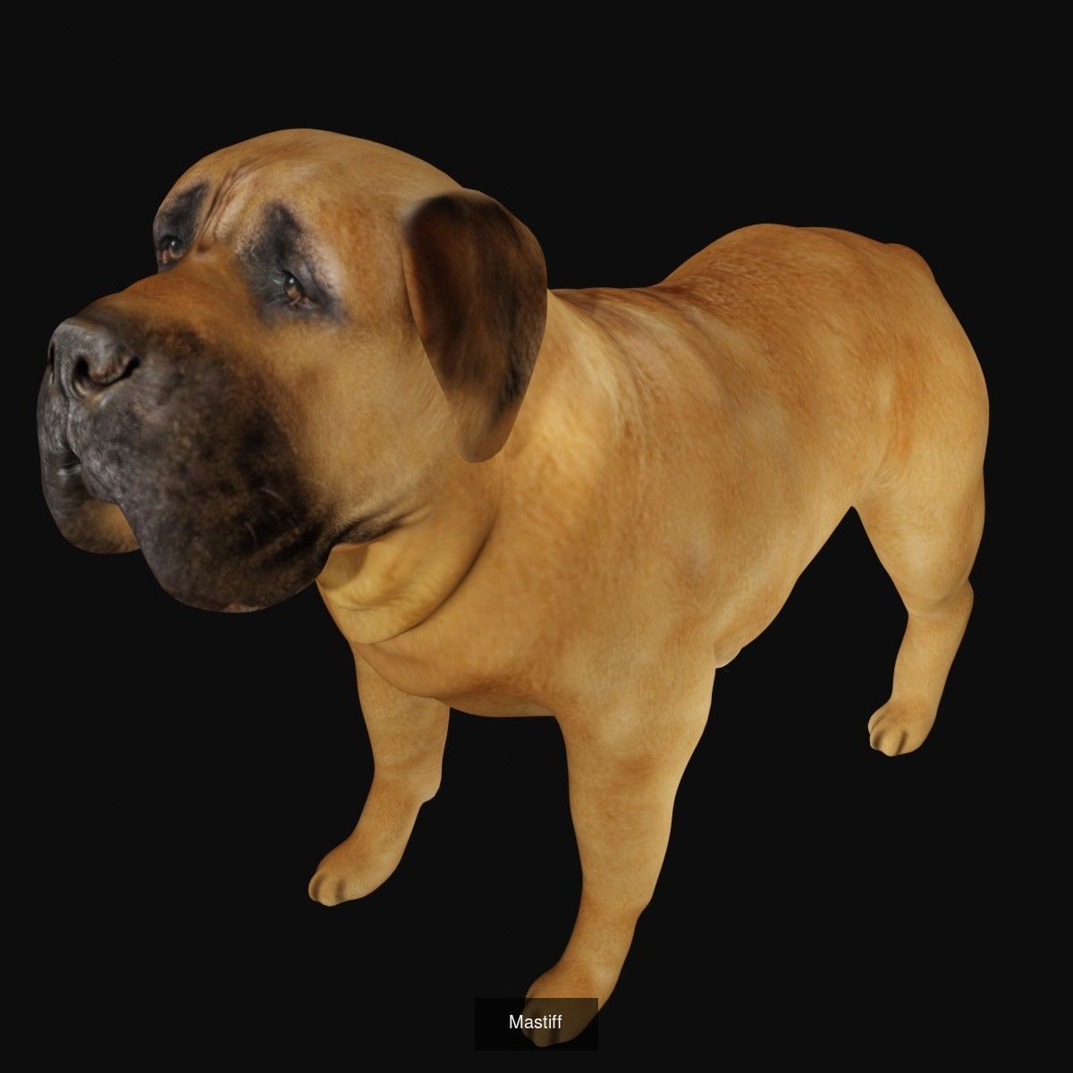 Ground mammal Collection _20