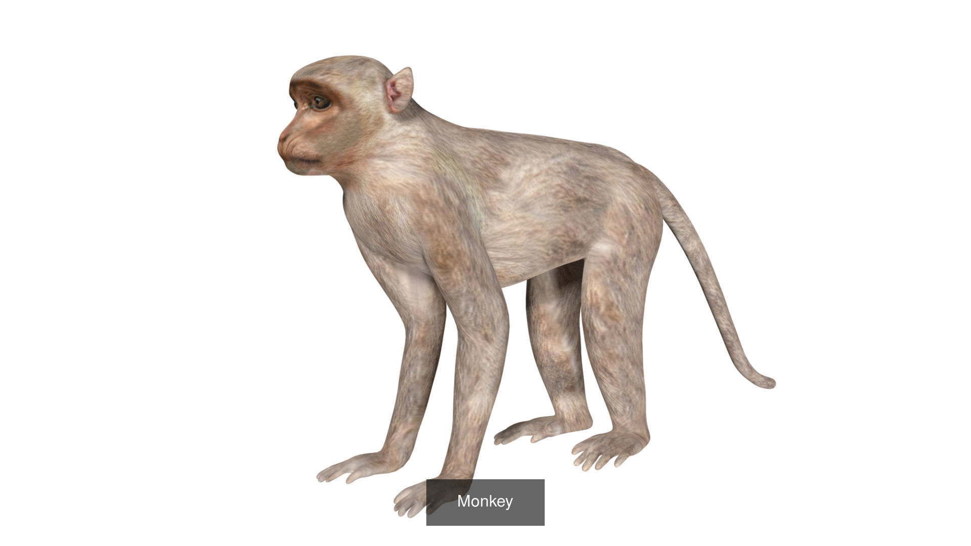 Ground mammal Collection _22