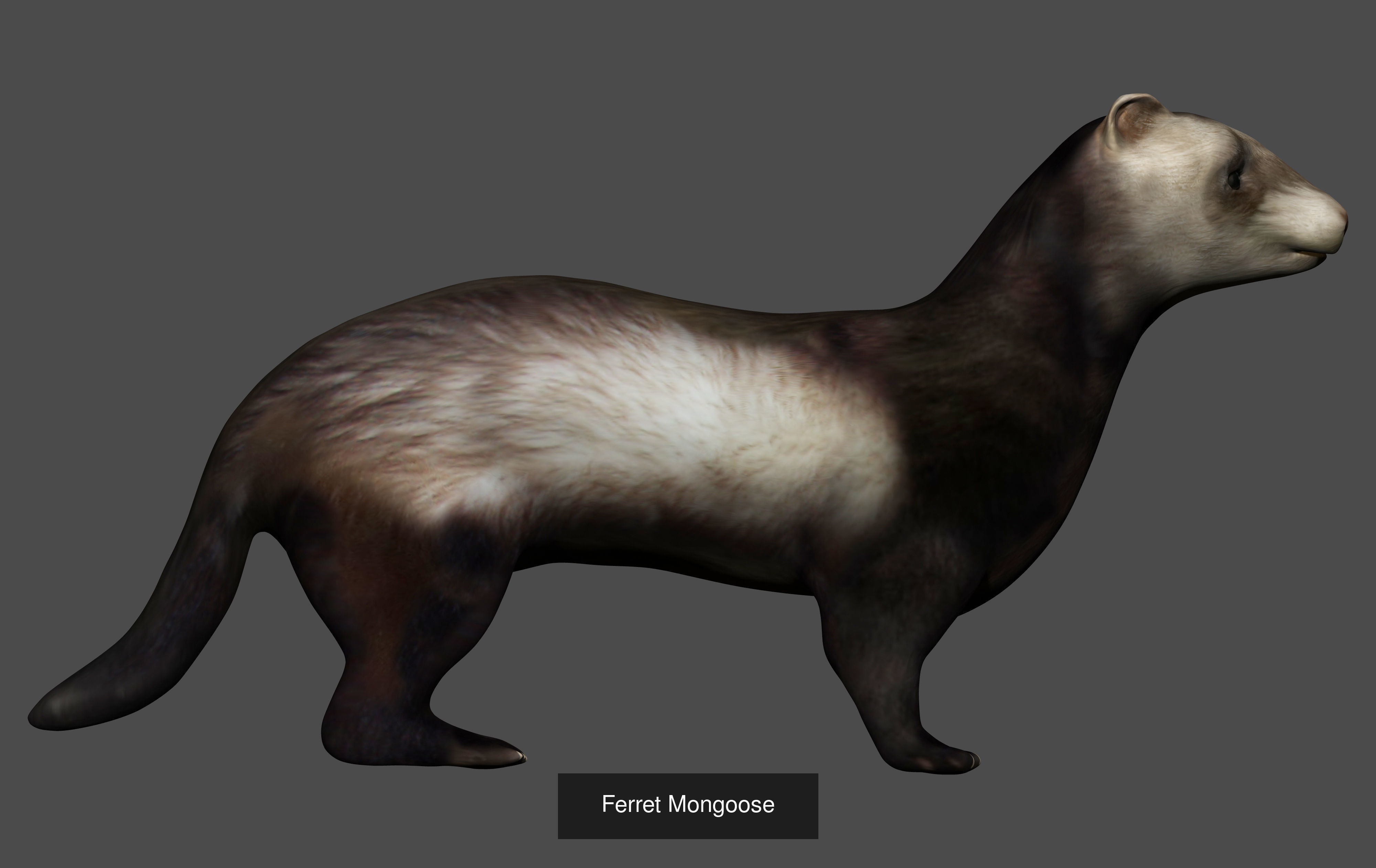 Ground mammal Collection _10