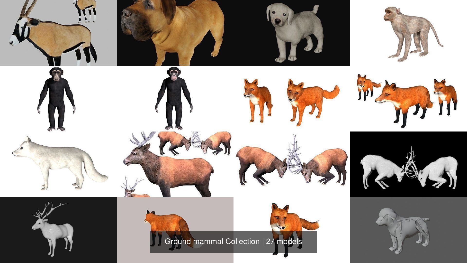 Ground mammal Collection _2