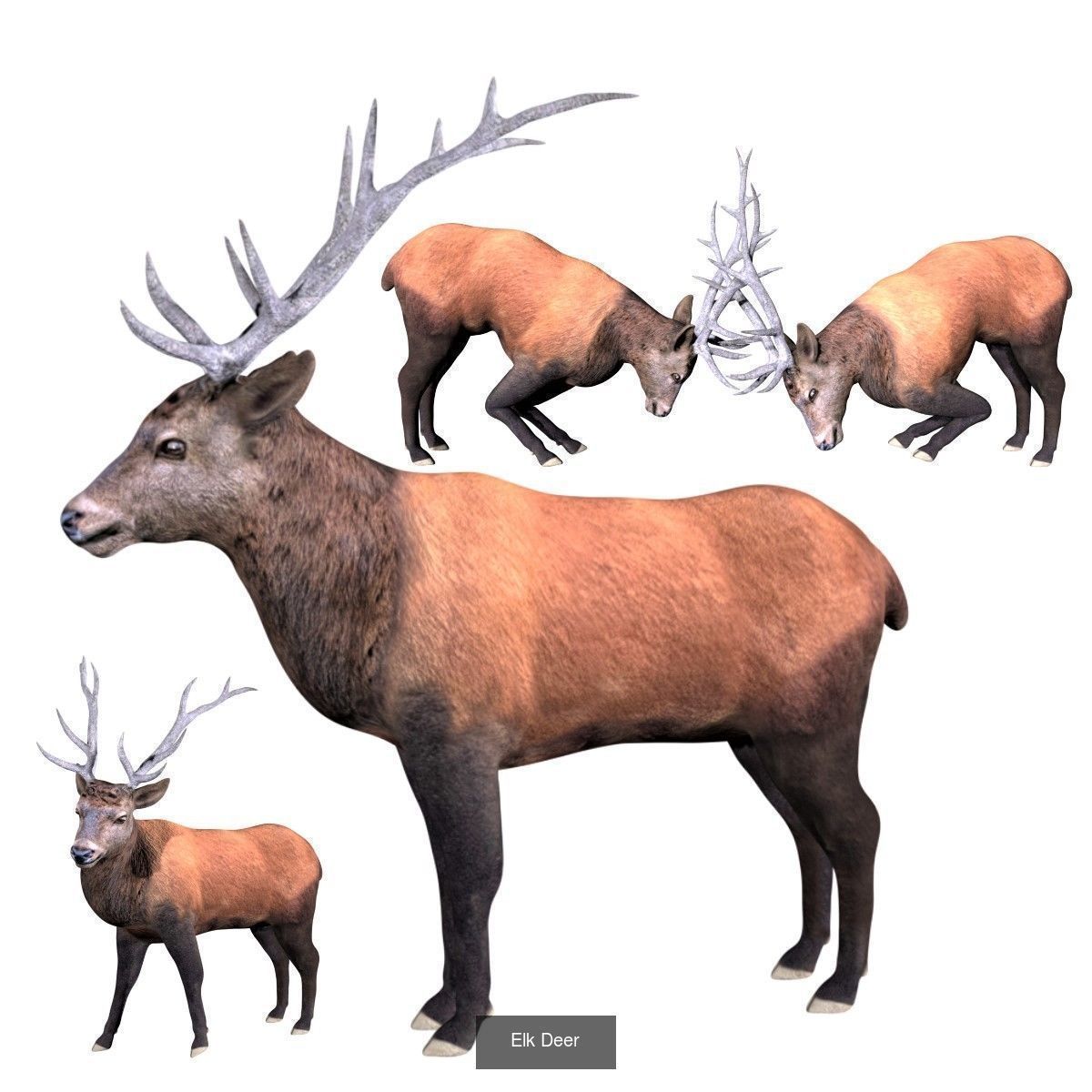 Ground mammal Collection _28