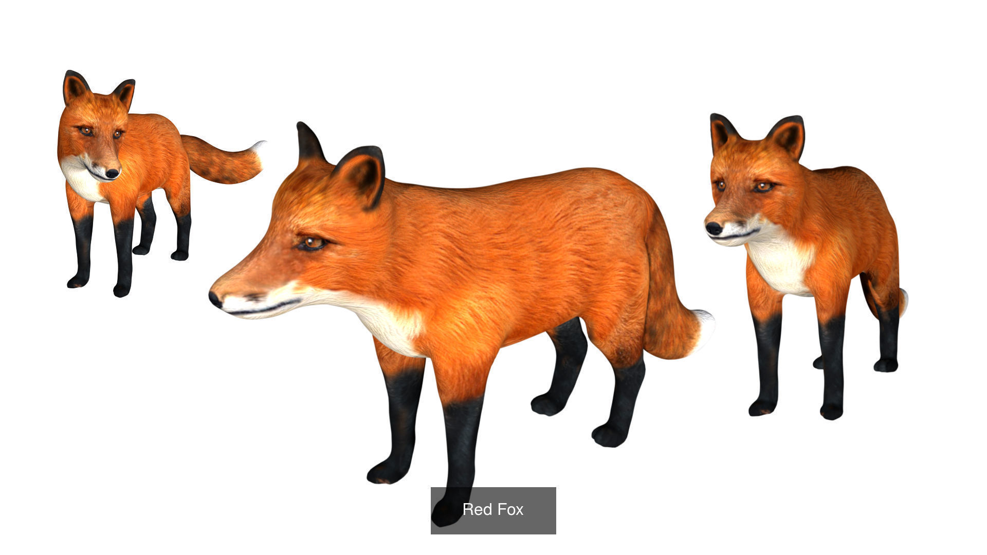 Ground mammal Collection _26