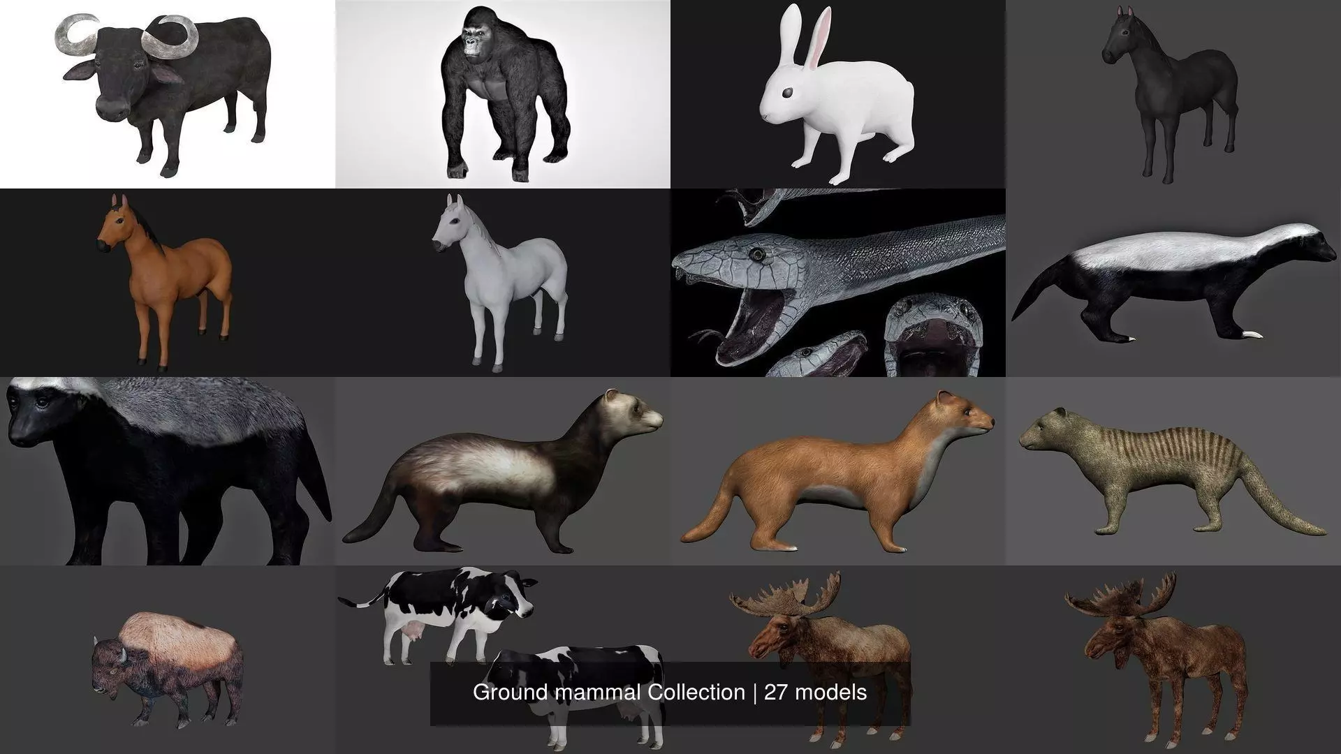 Ground mammal Collection _0