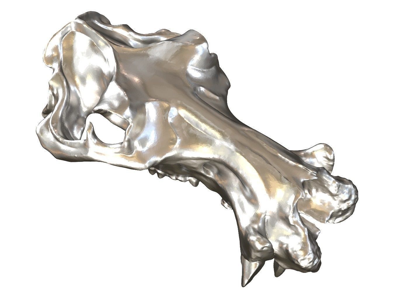 Cranium Charm Hippo 3D print model_10