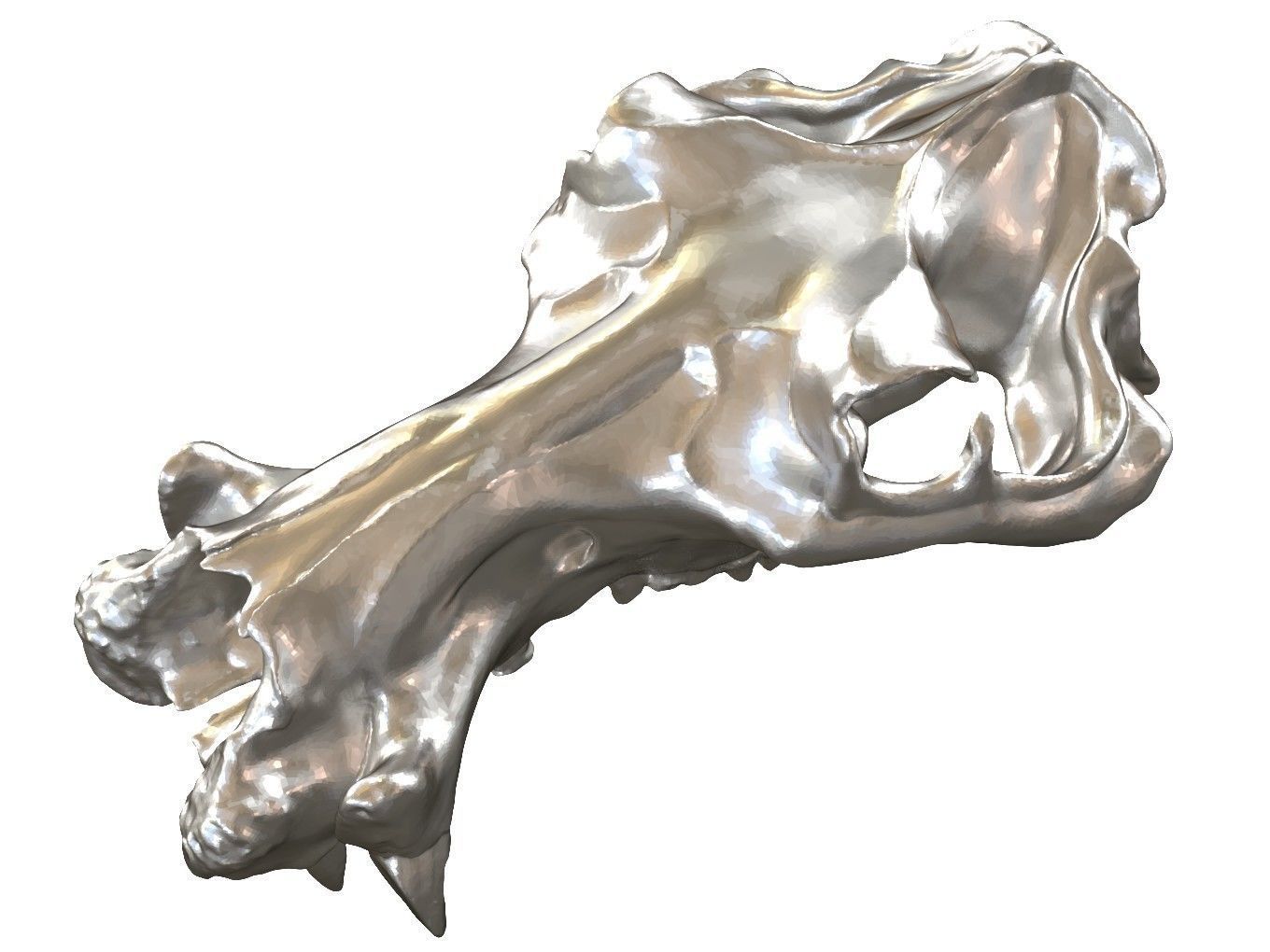 Cranium Charm Hippo 3D print model_7