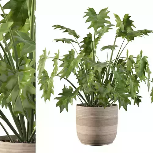 Plants collection 090 - philodendron xanadu 1