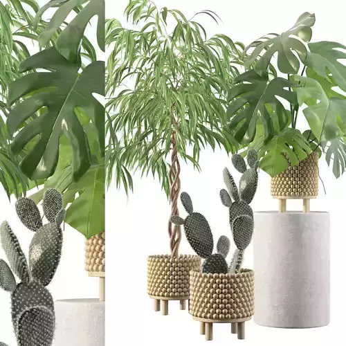 Plants collection 091