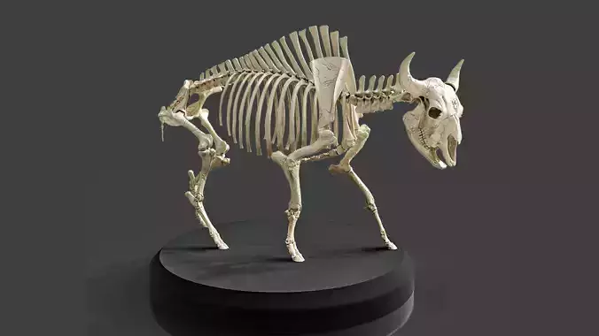 Realistic Bison Skeleton