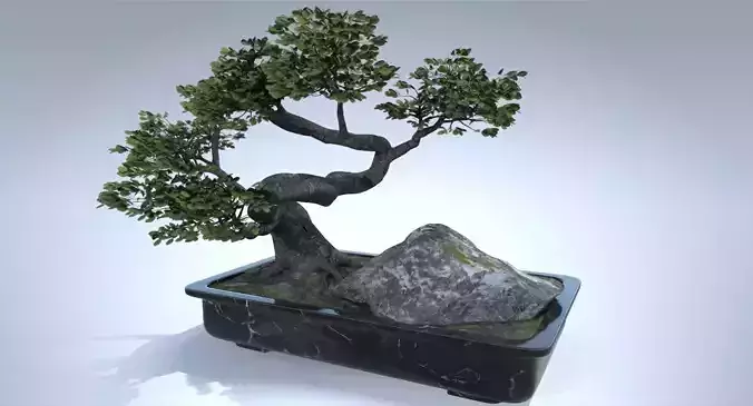 Japan Bonsai Tree